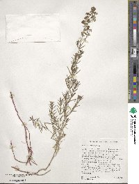 Galium boreale image