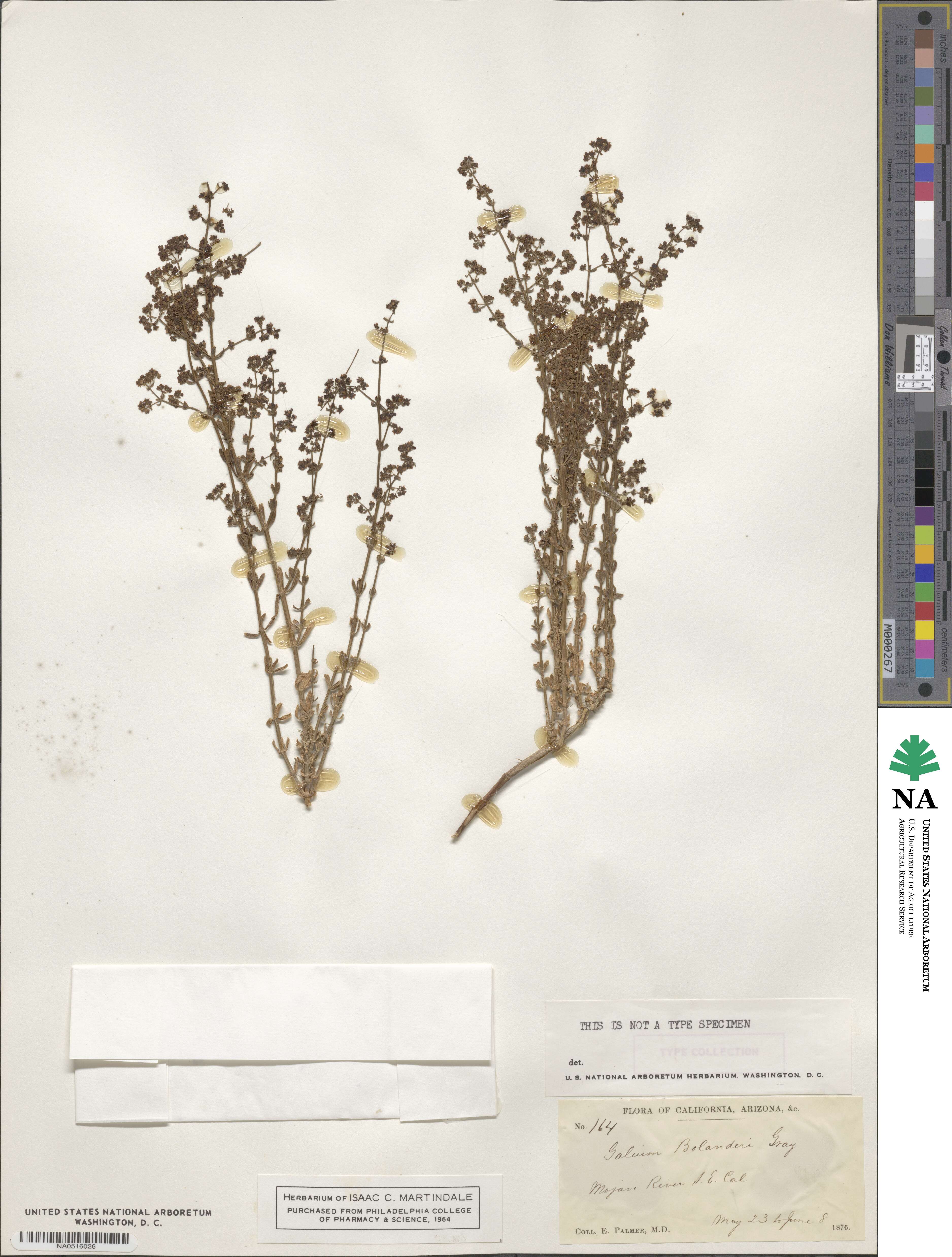 Galium bolanderi image
