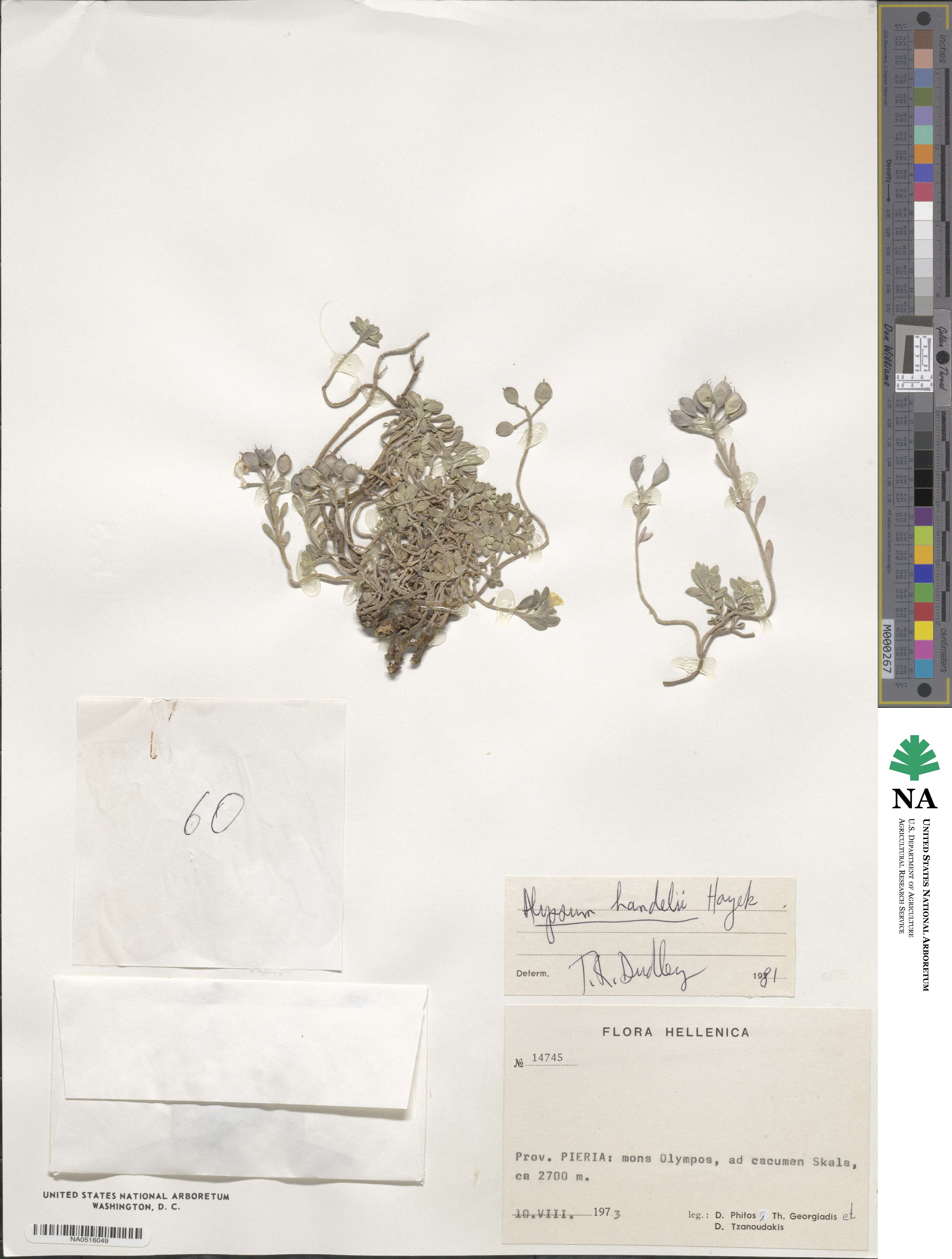 Alyssum handelii image