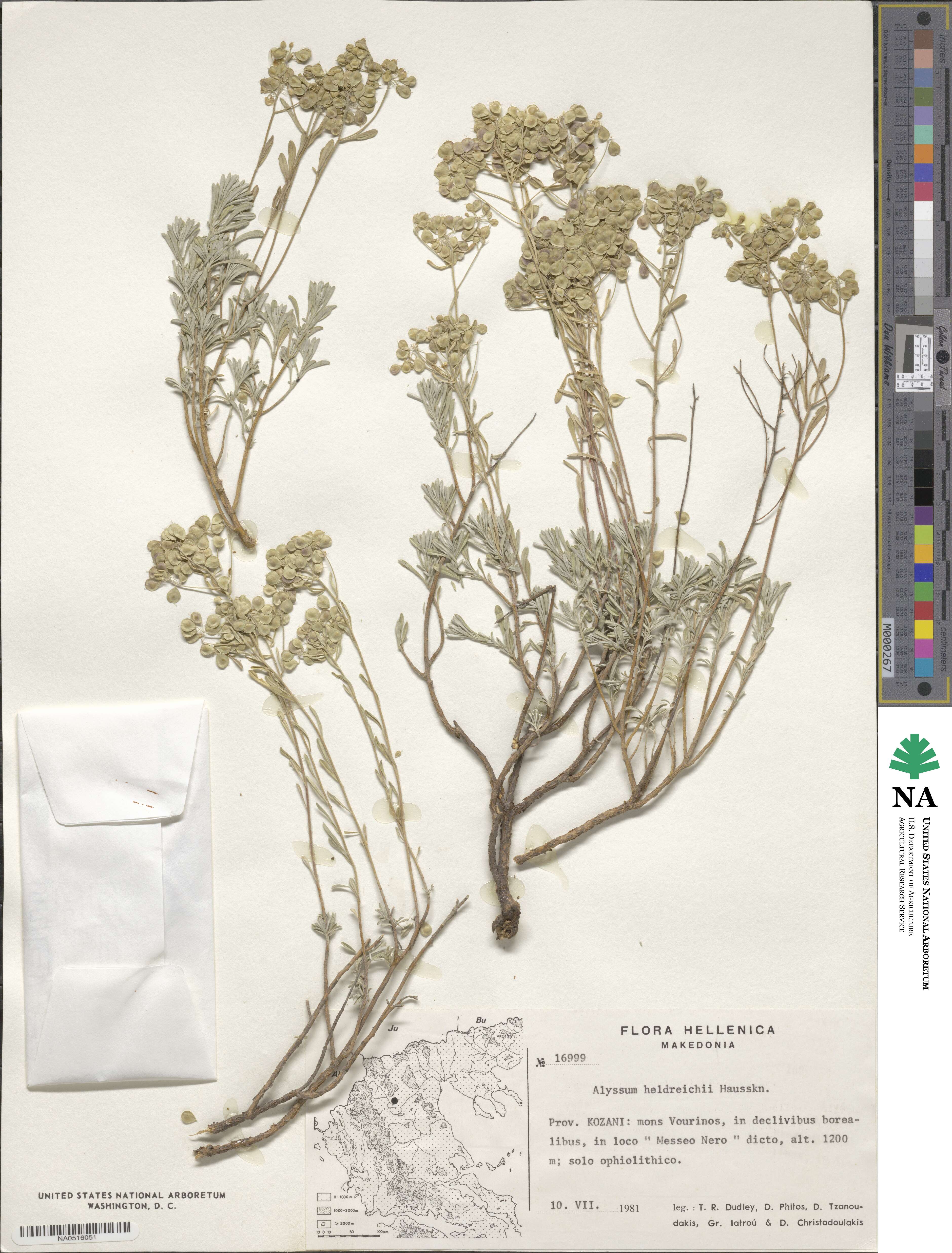 Odontarrhena heldreichii image