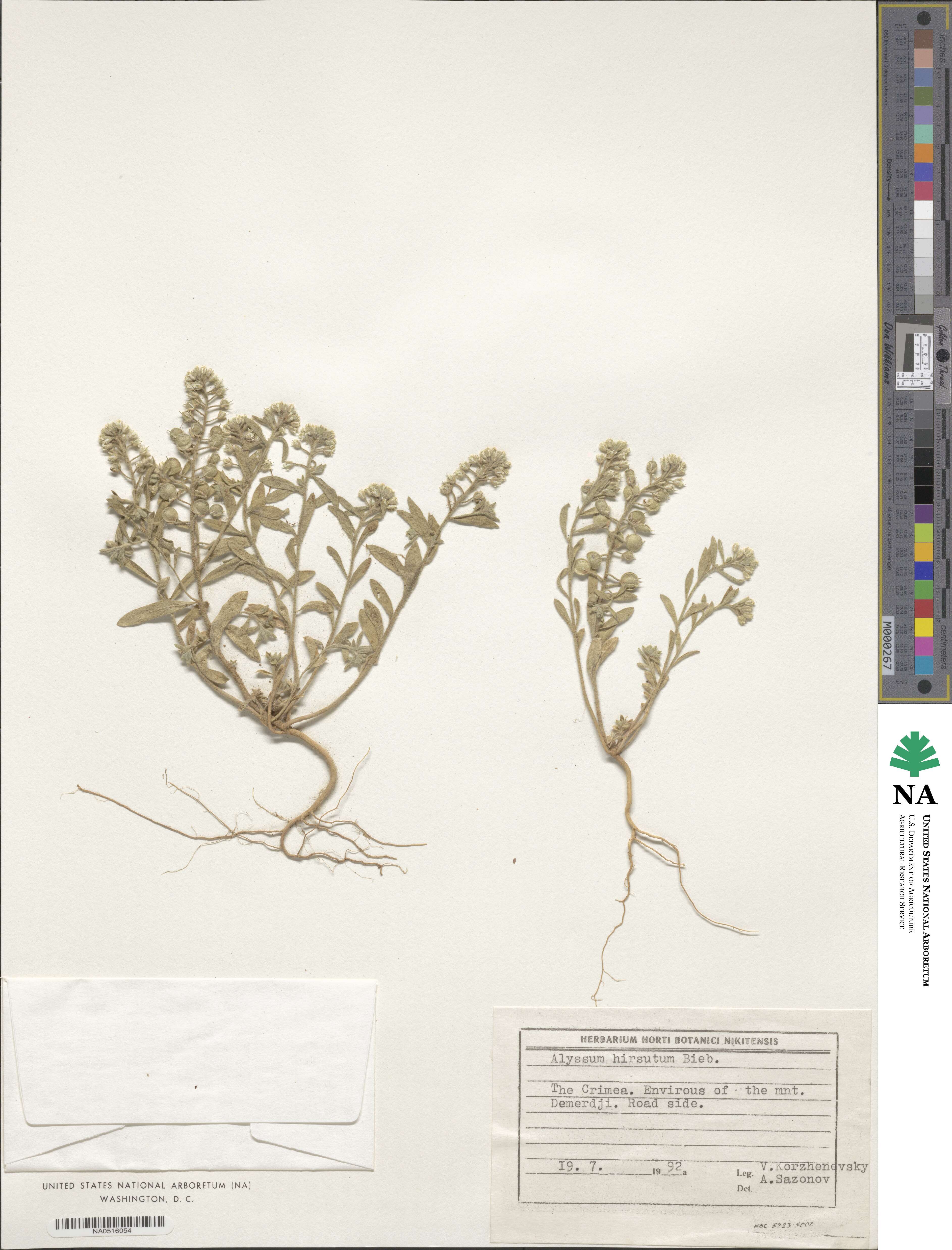 Alyssum hirsutum image
