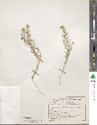Meniocus meniocoides image