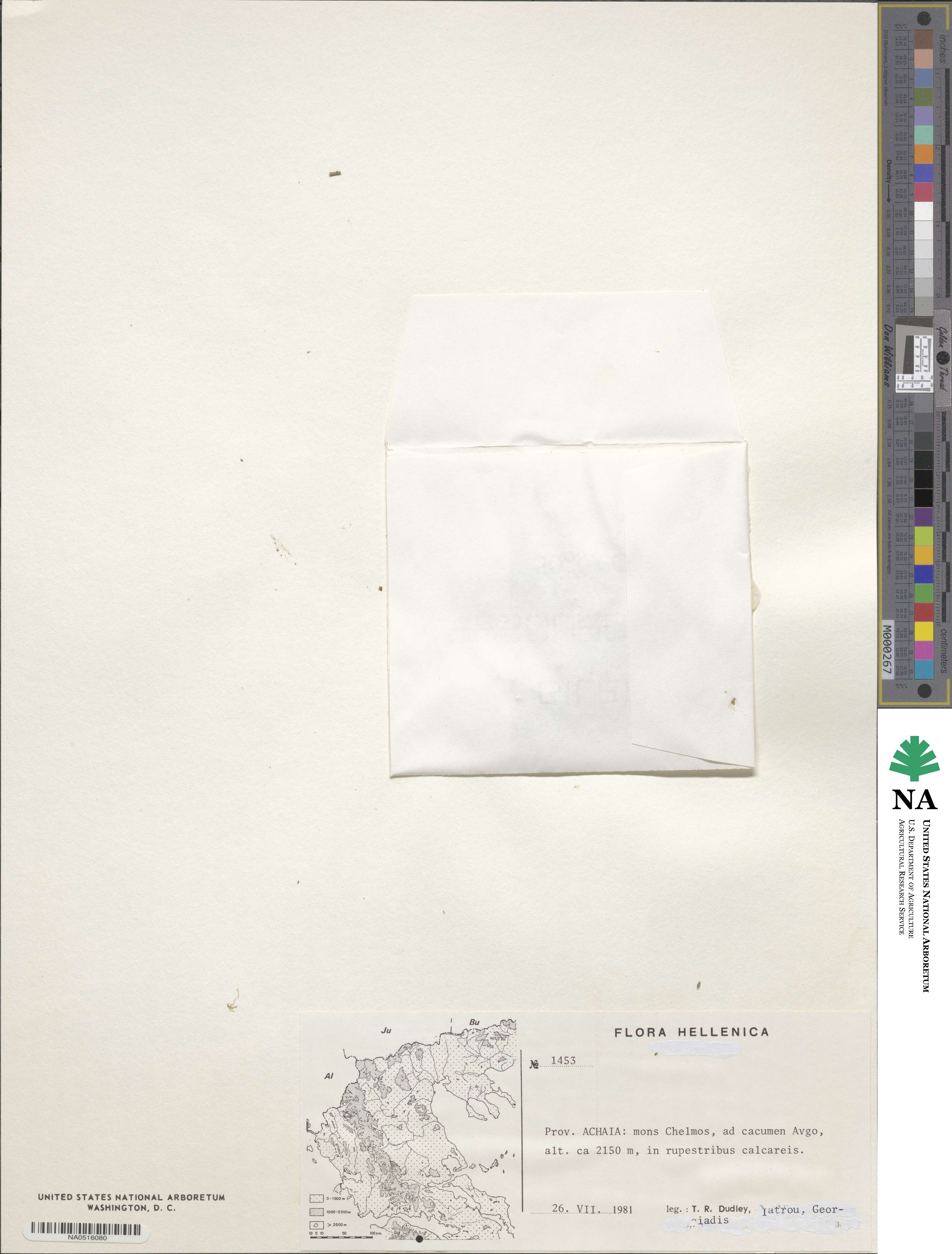 Alyssum minutum image
