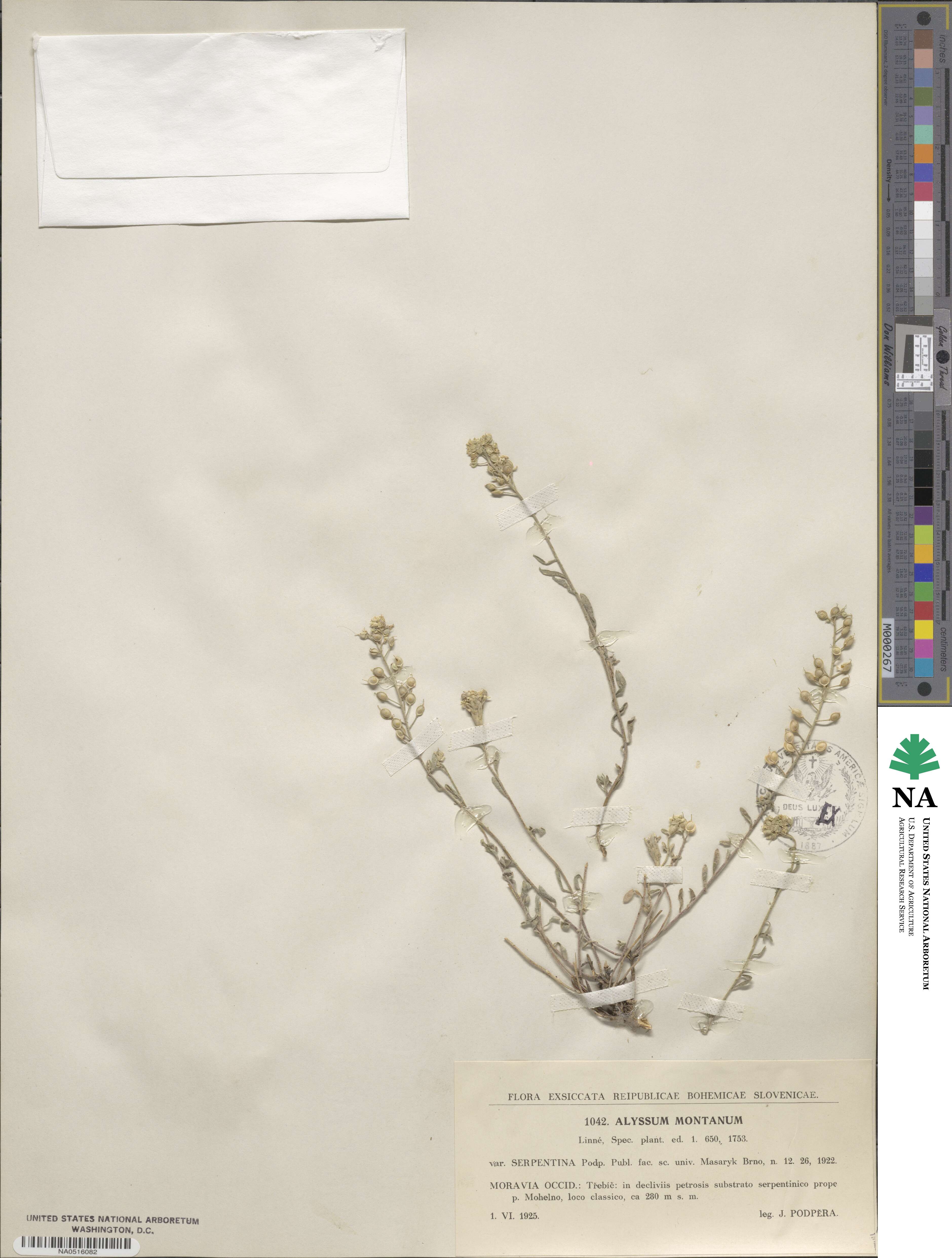 Alyssum montanum image