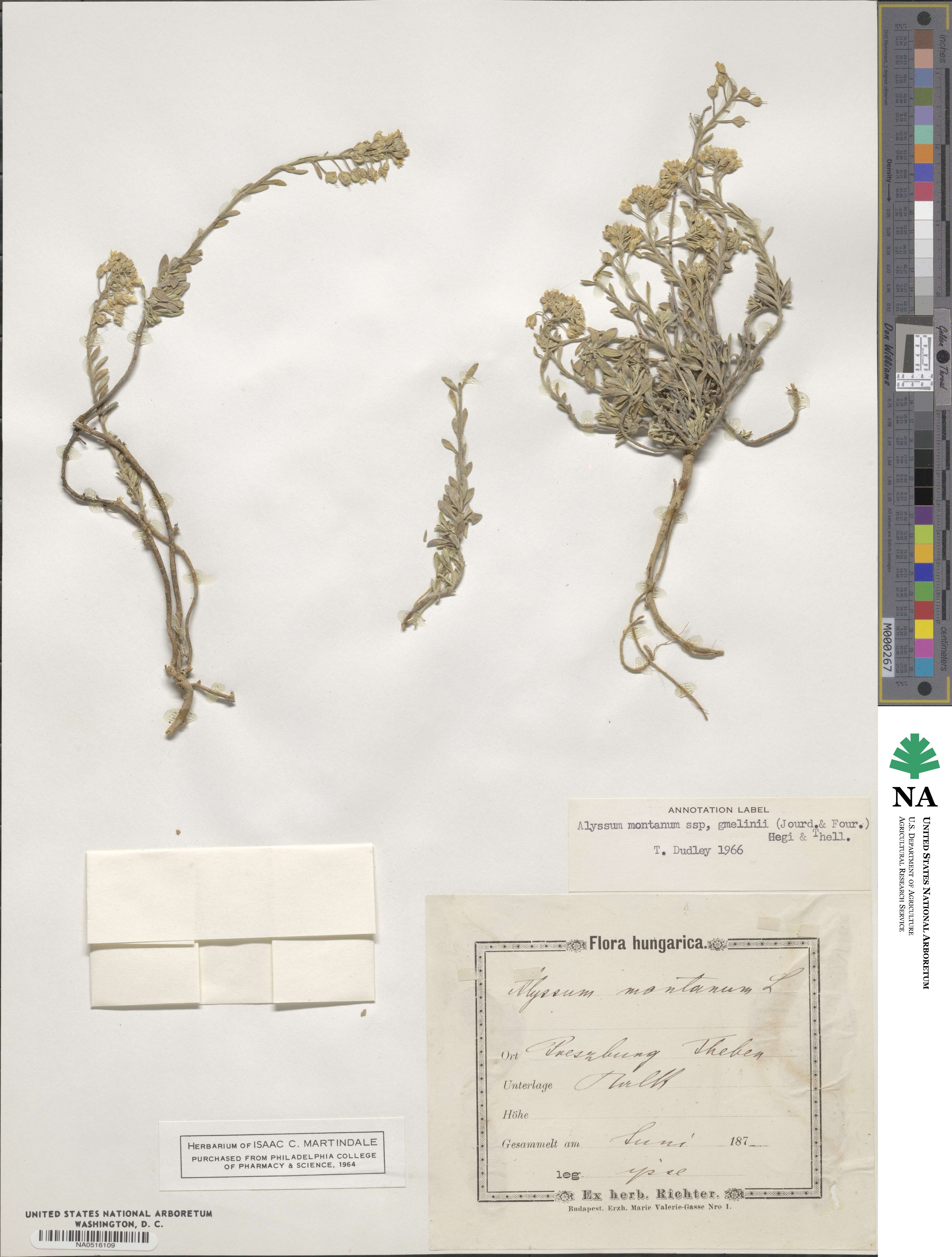 Alyssum gmelinii image