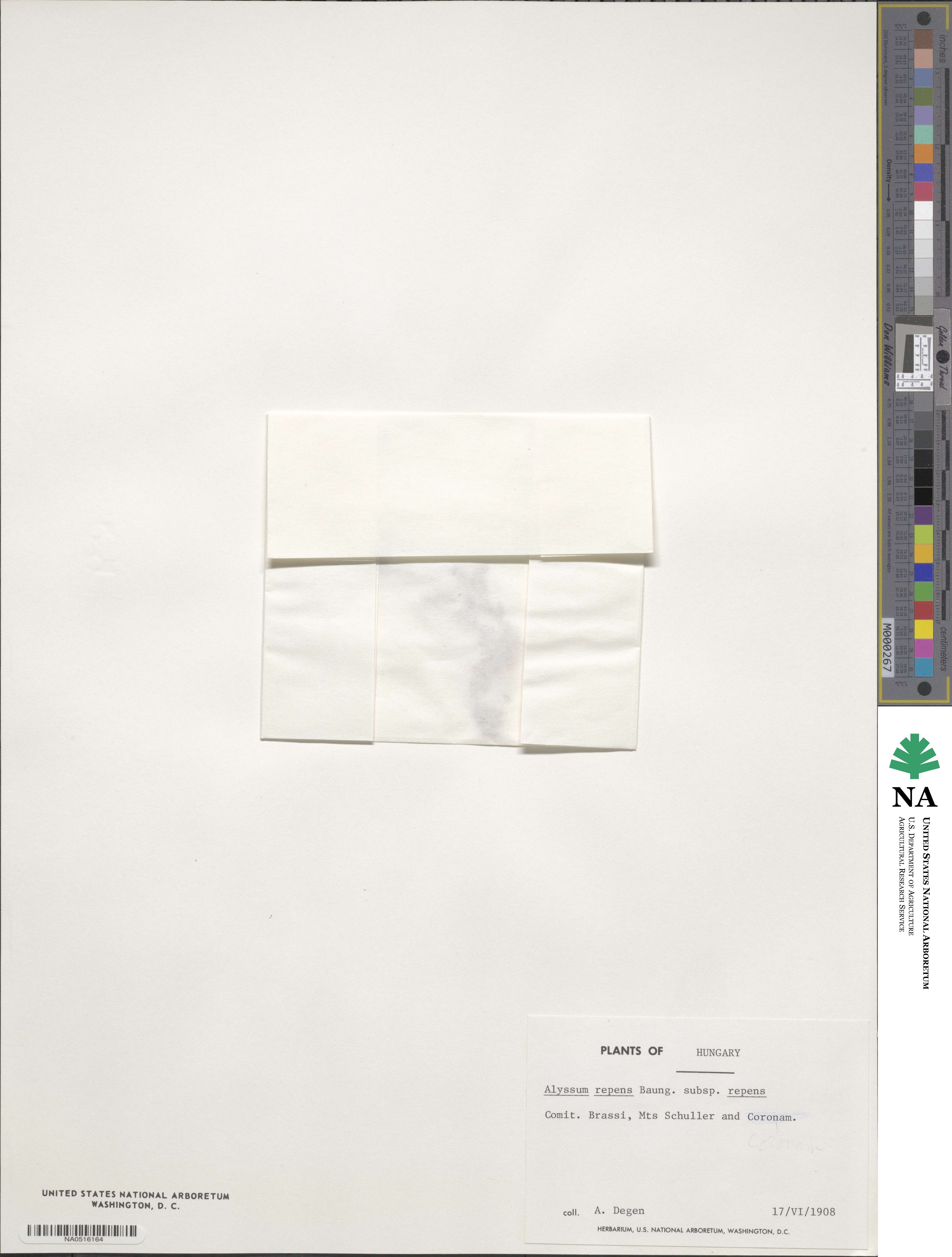 Alyssum repens image