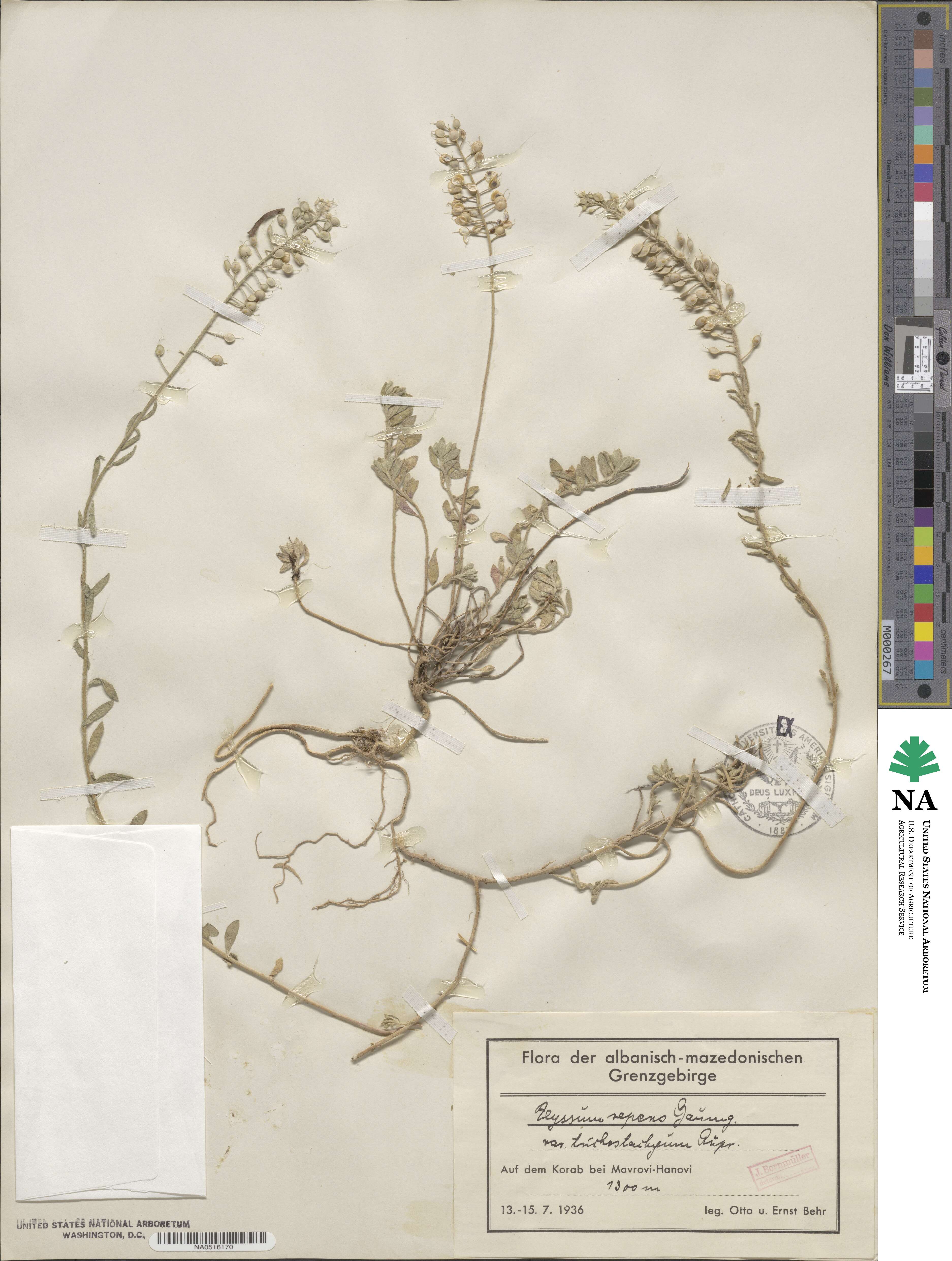 Alyssum trichostachyum image