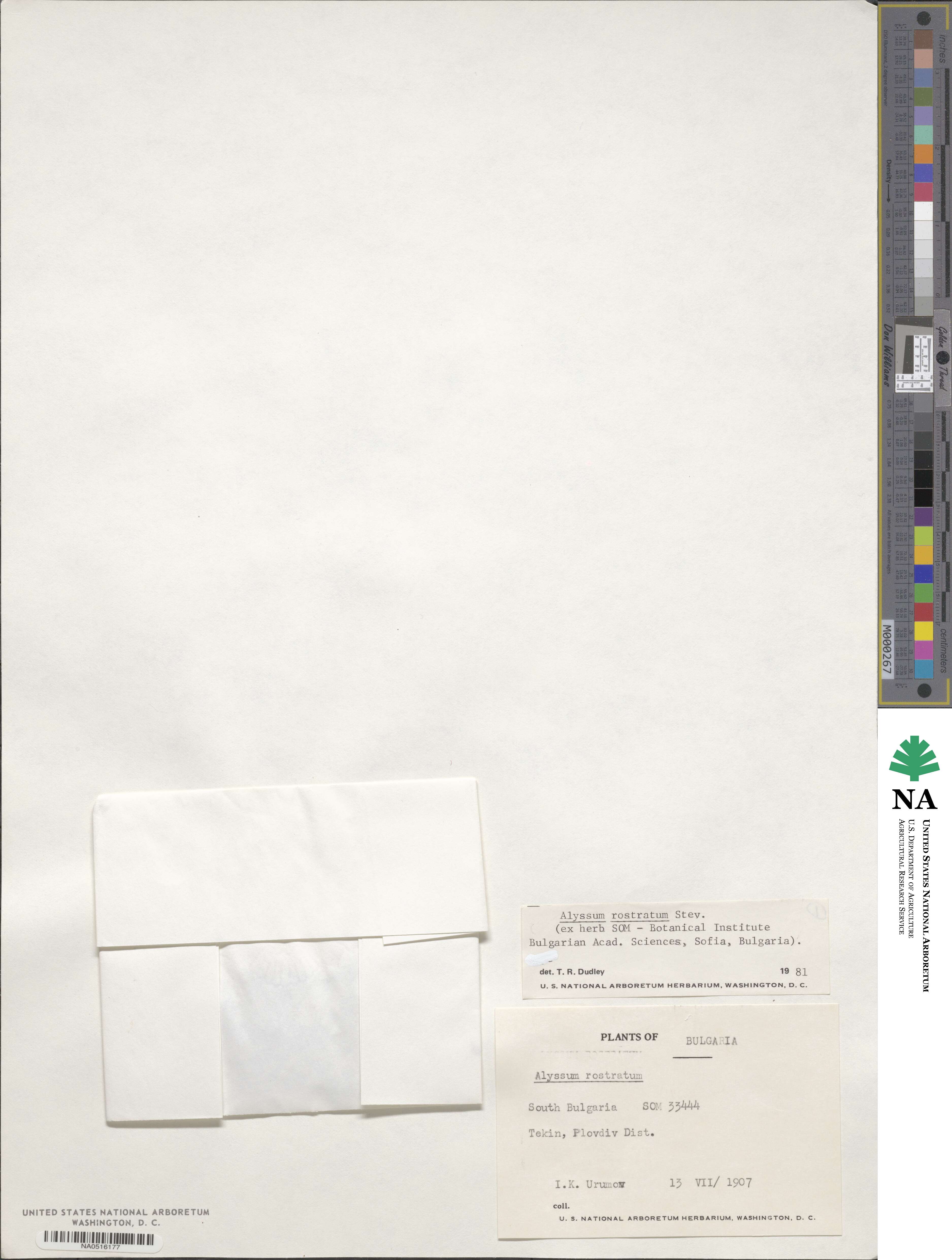 Alyssum rostratum image