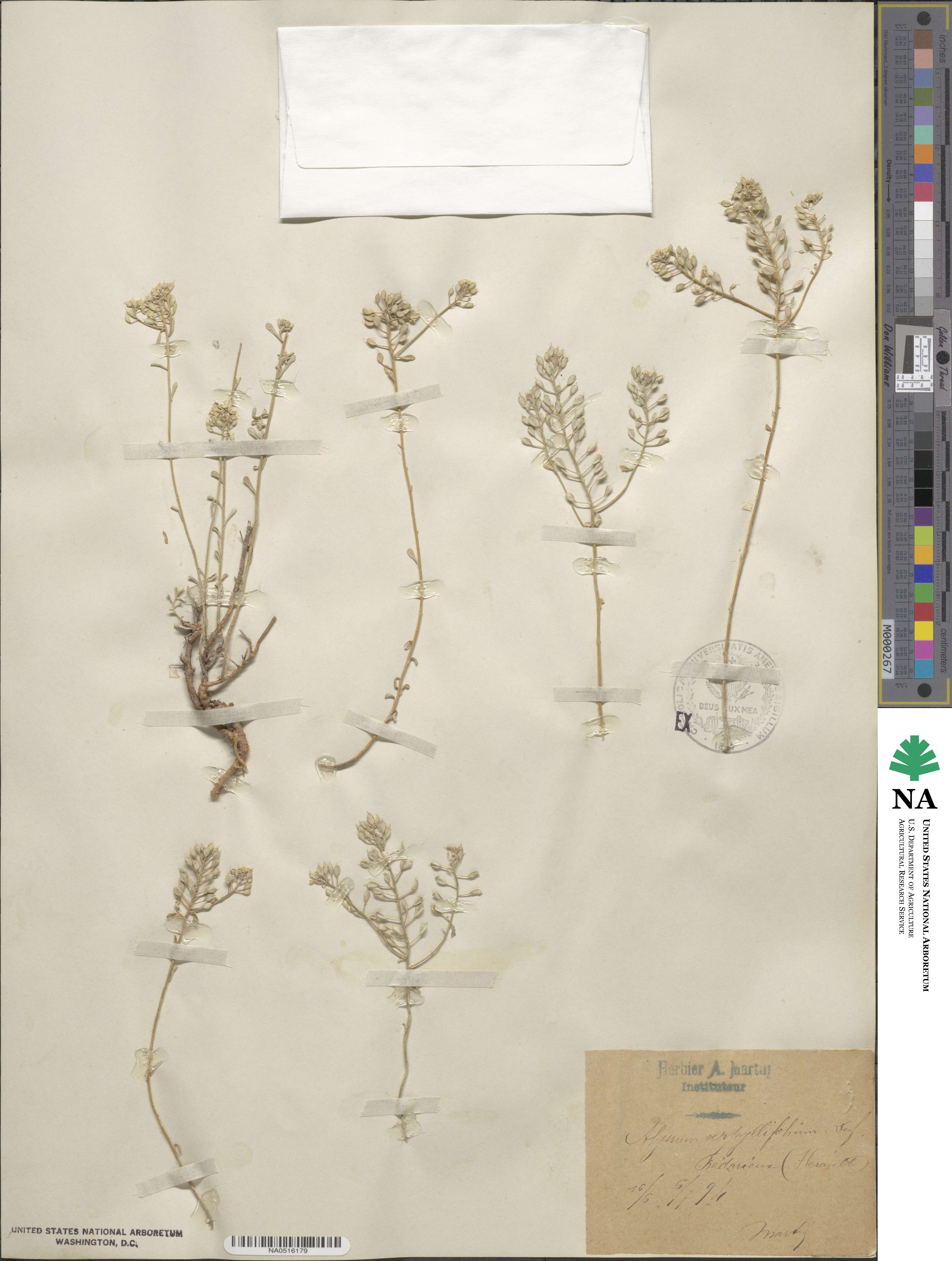 Odontarrhena serpyllifolia image