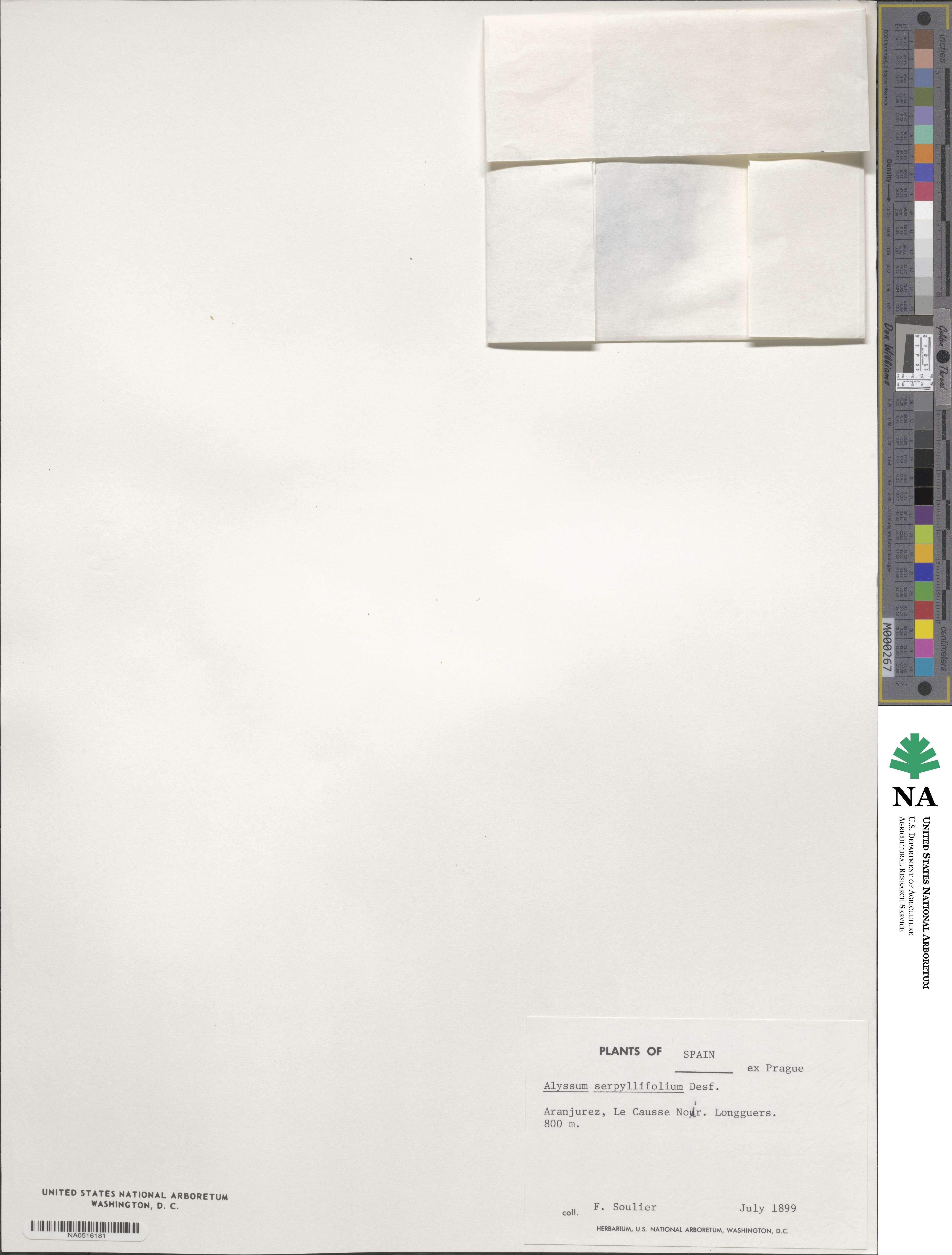 Odontarrhena serpyllifolia image