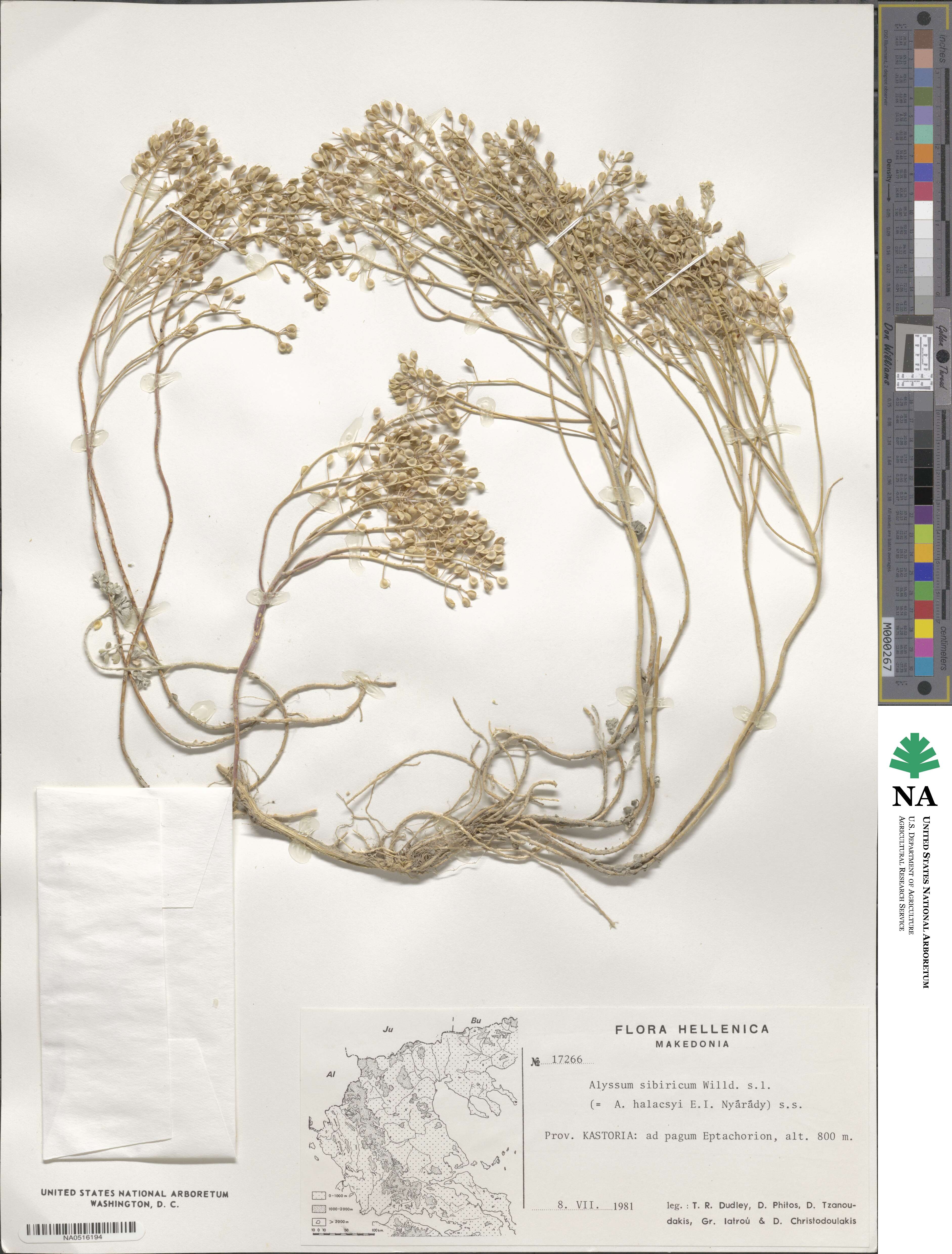 Odontarrhena sibirica image
