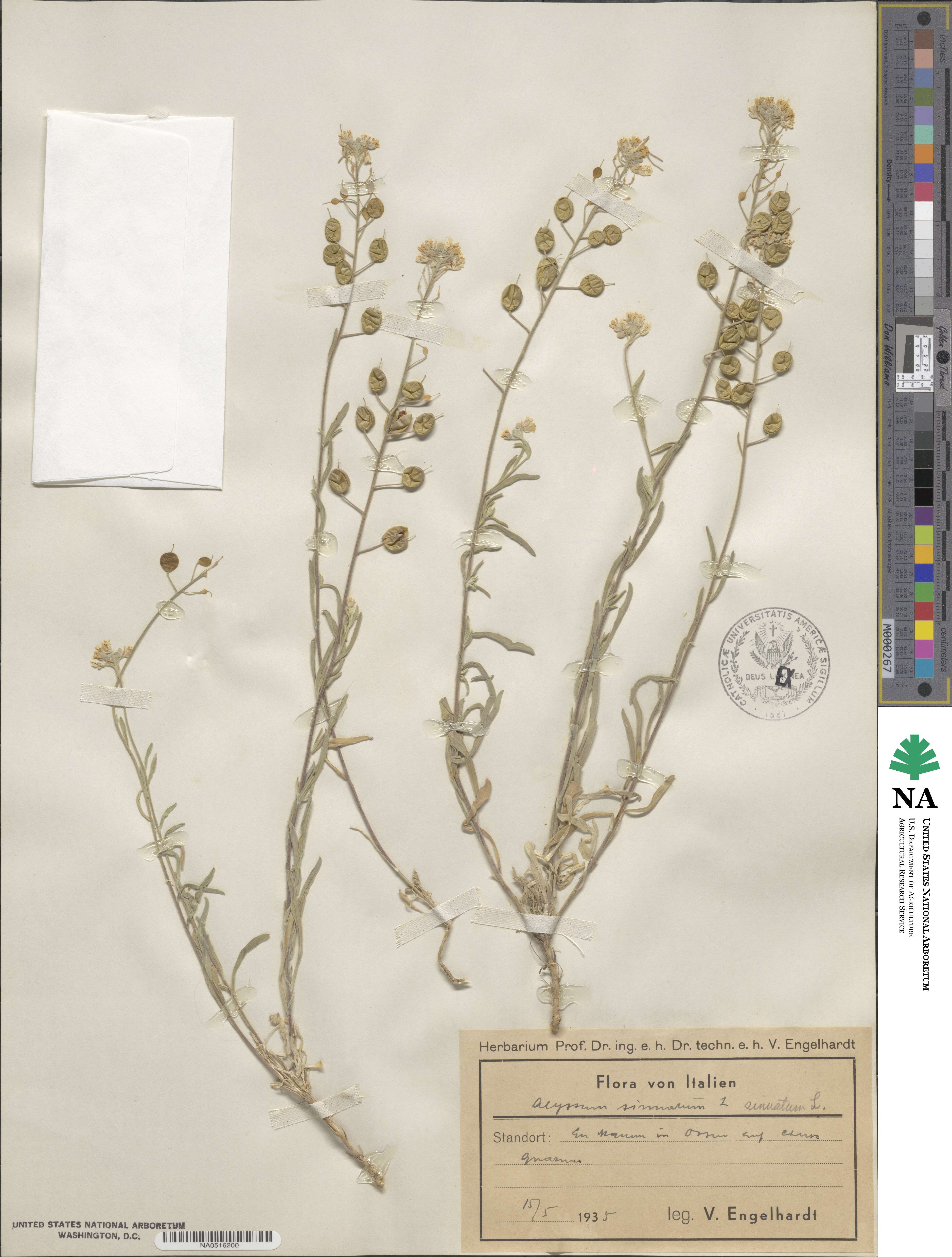 Aurinia sinuata image