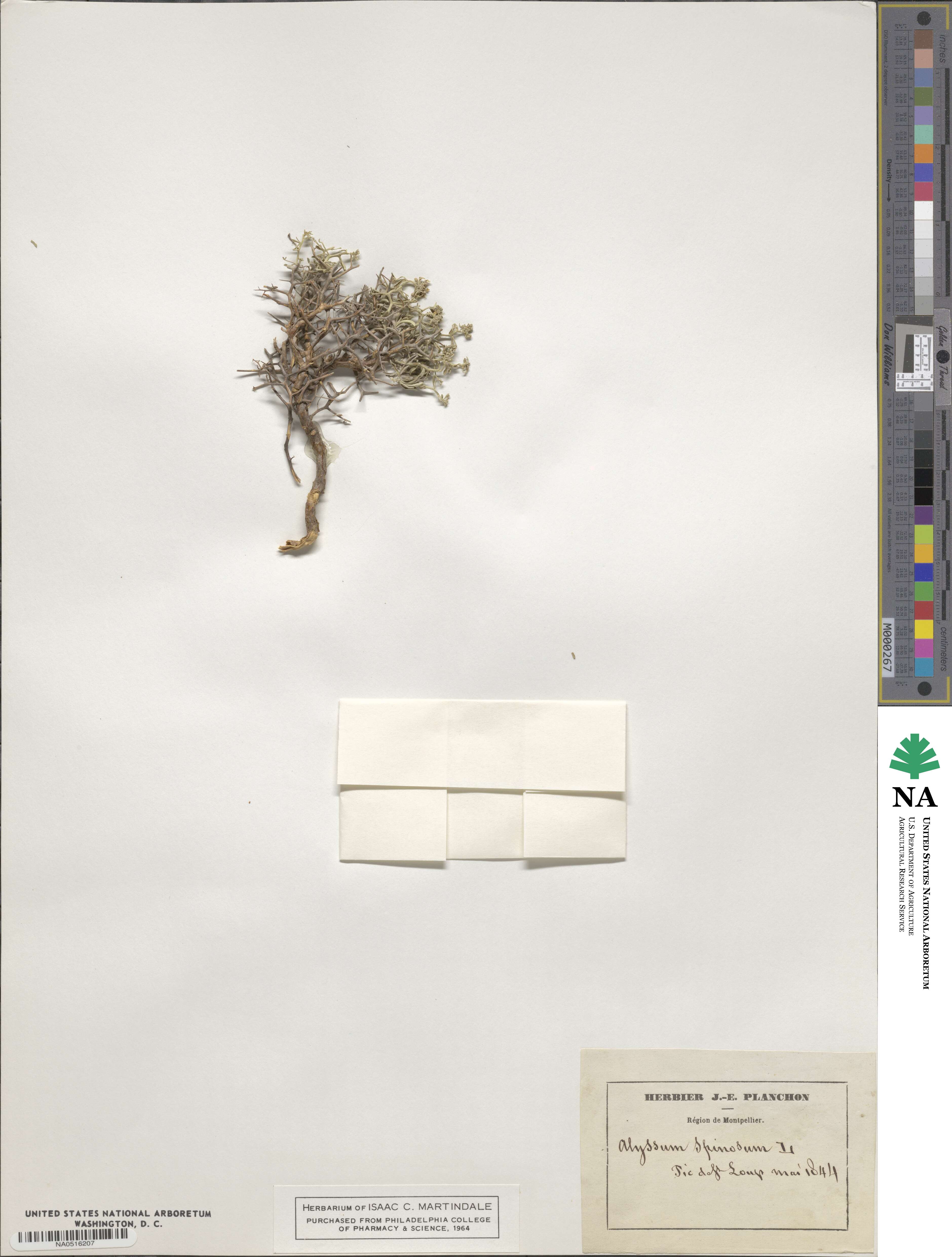Hormathophylla spinosa image