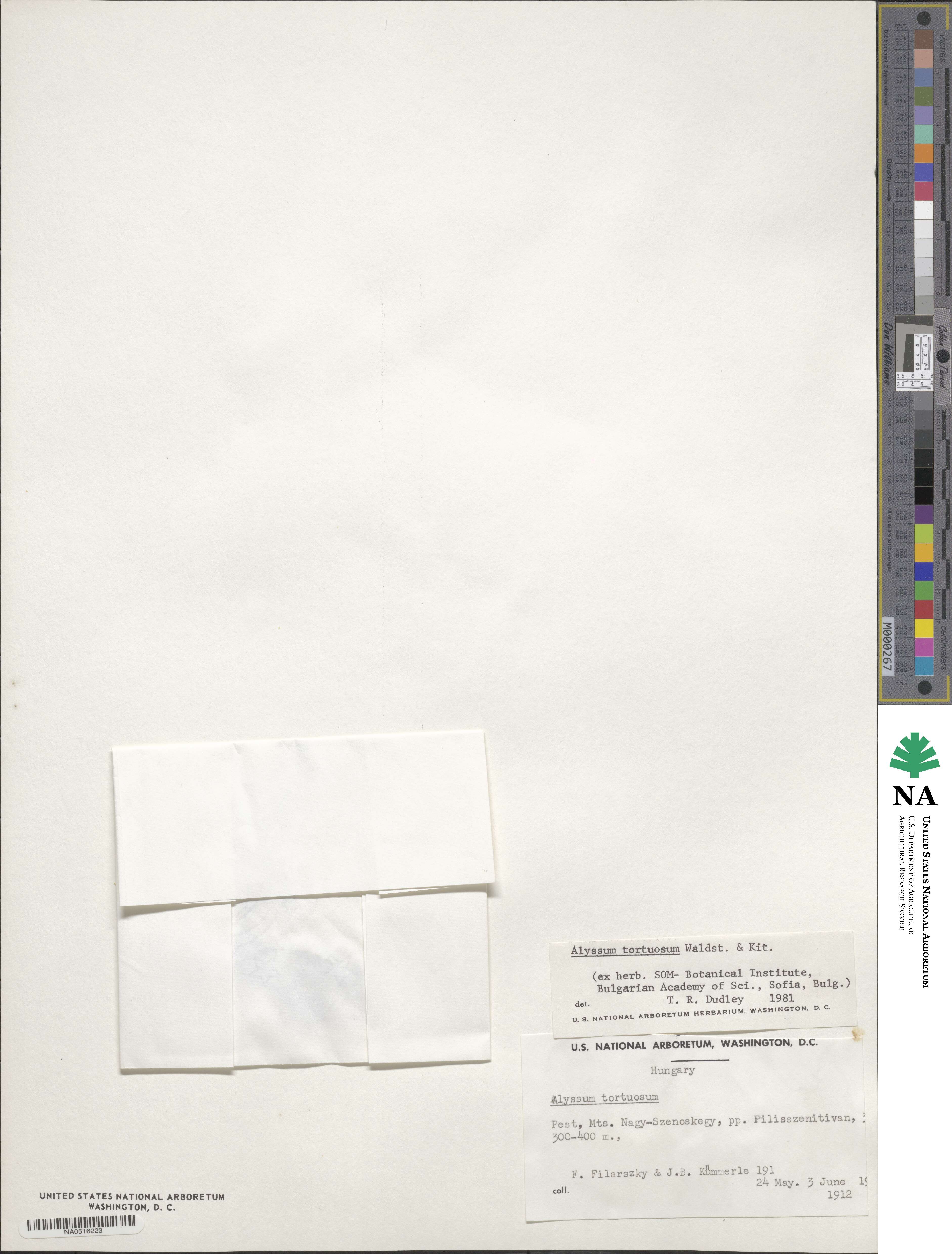 Odontarrhena tortuosa image