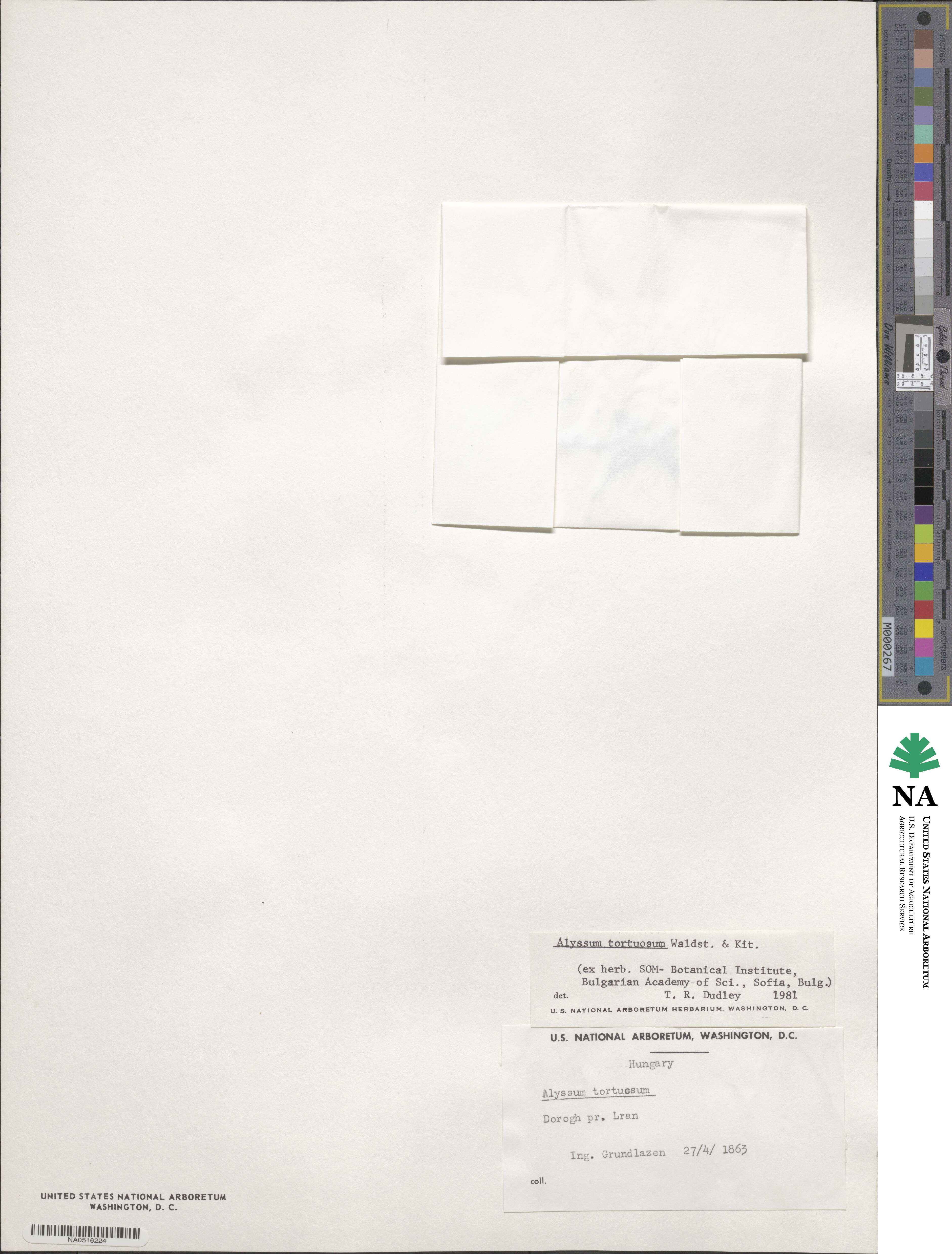 Odontarrhena tortuosa image