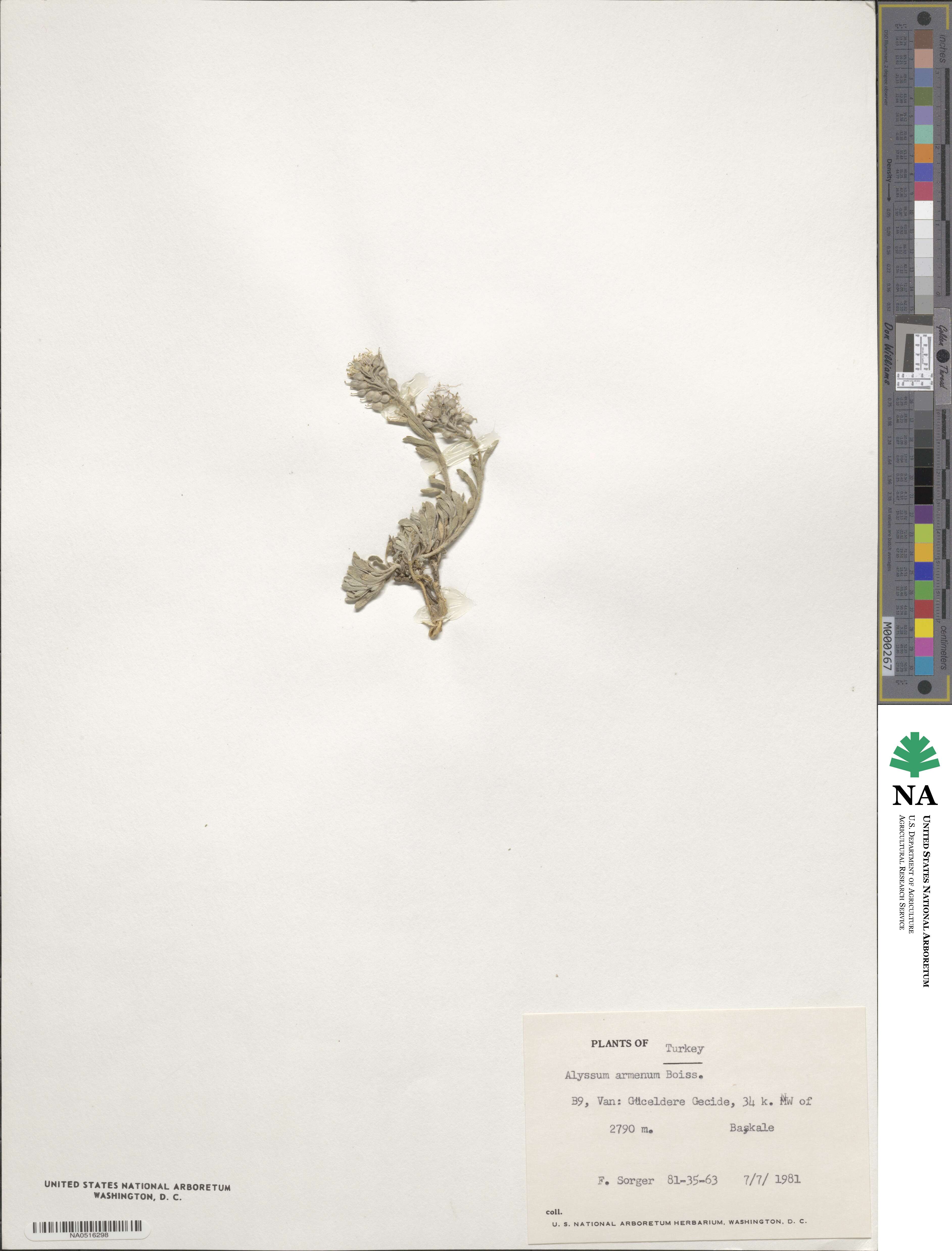 Alyssum armenum image