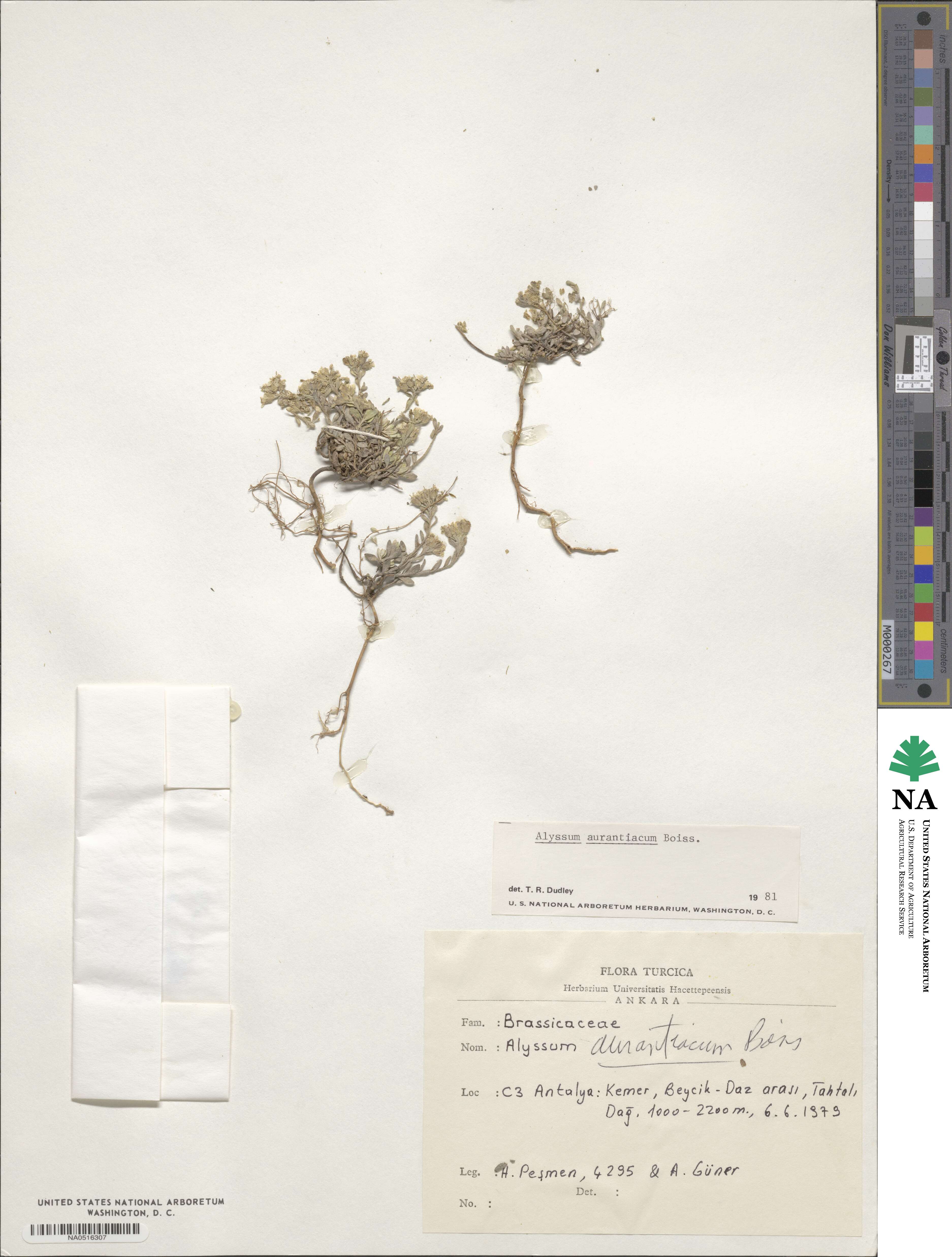 Alyssum aurantiacum image