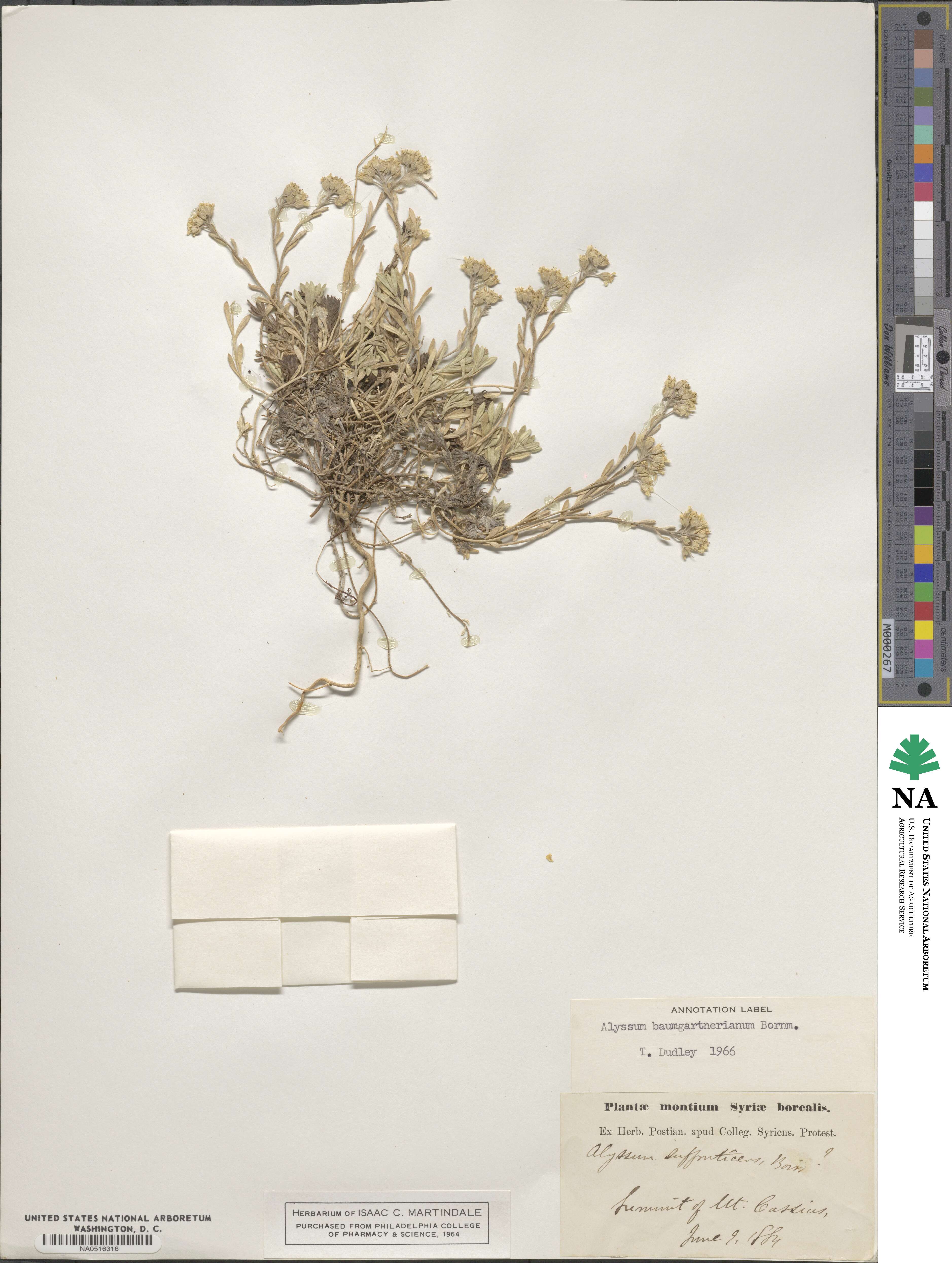 Alyssum baumgartnerianum image