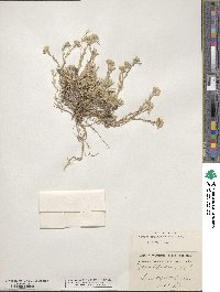 Alyssum baumgartnerianum image