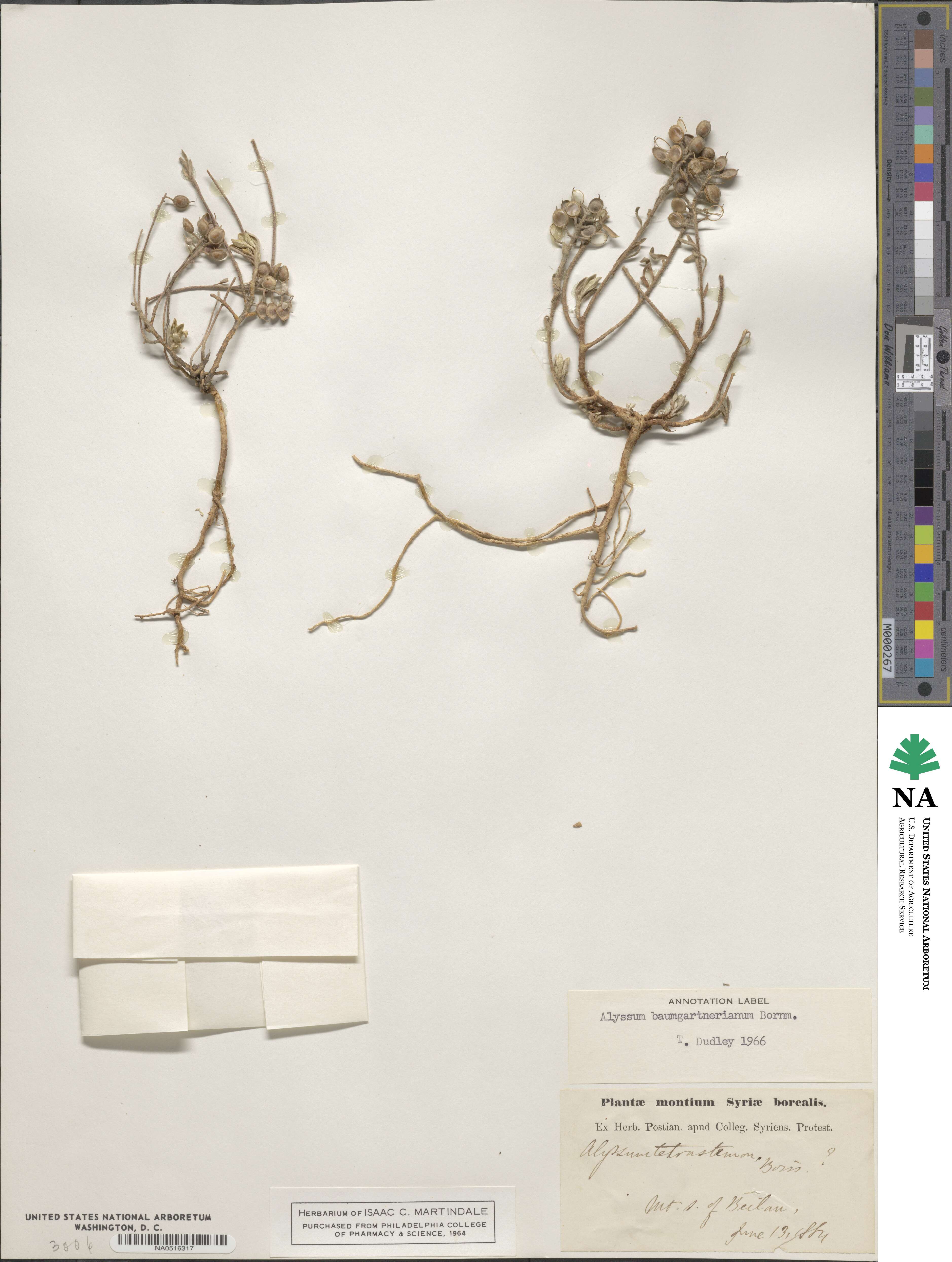 Alyssum baumgartnerianum image