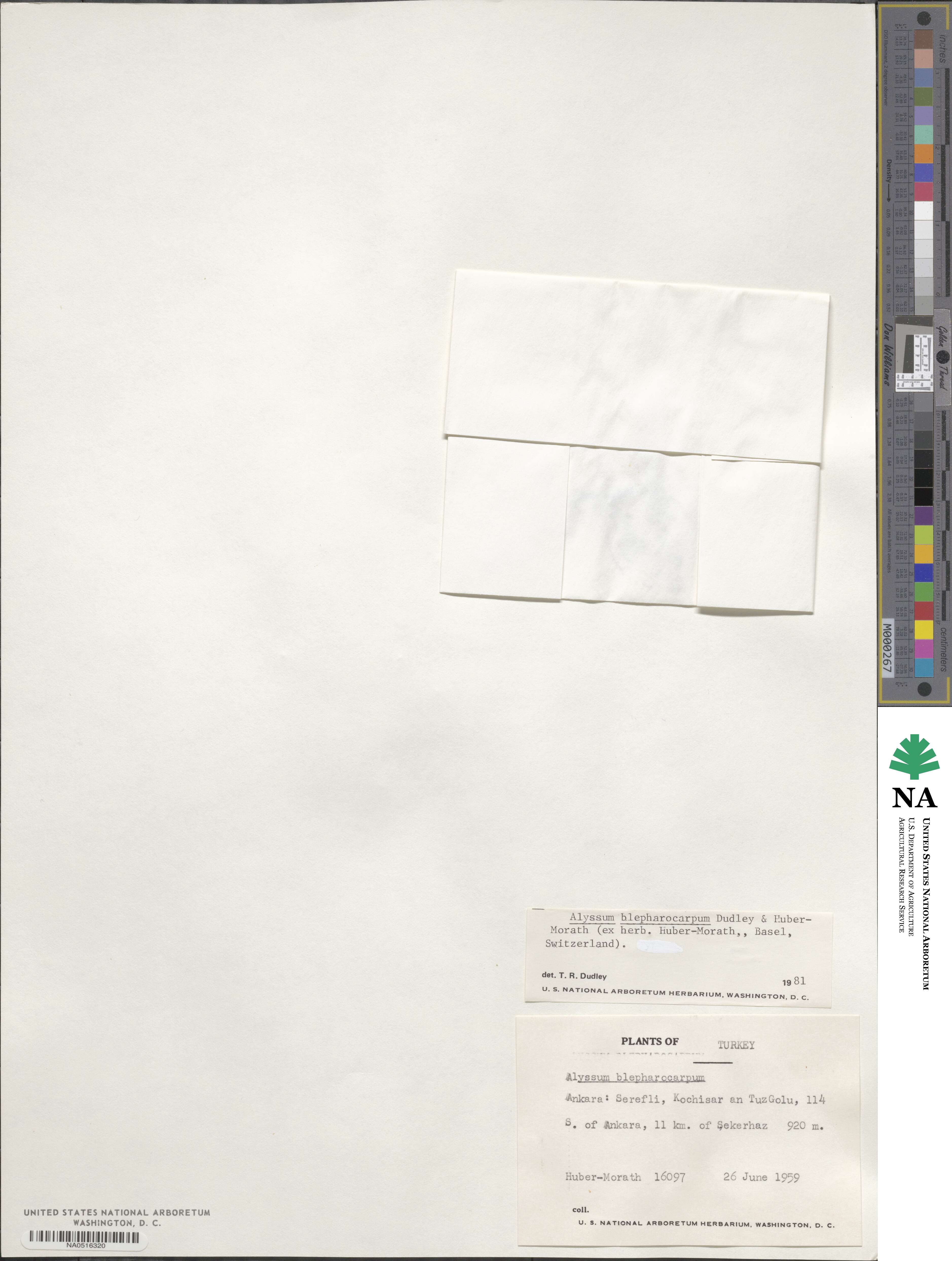Meniocus blepharocarpus image