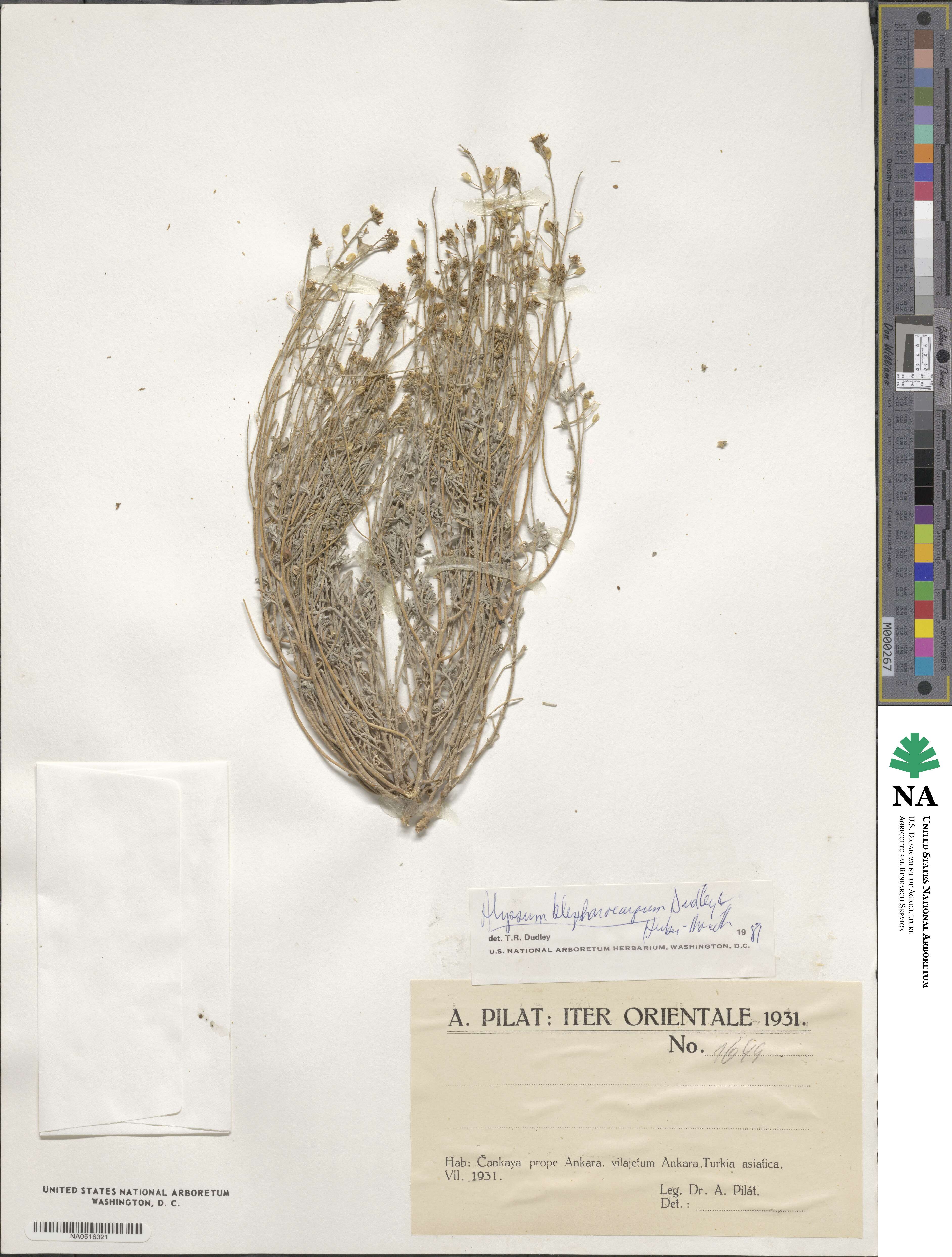 Meniocus blepharocarpus image
