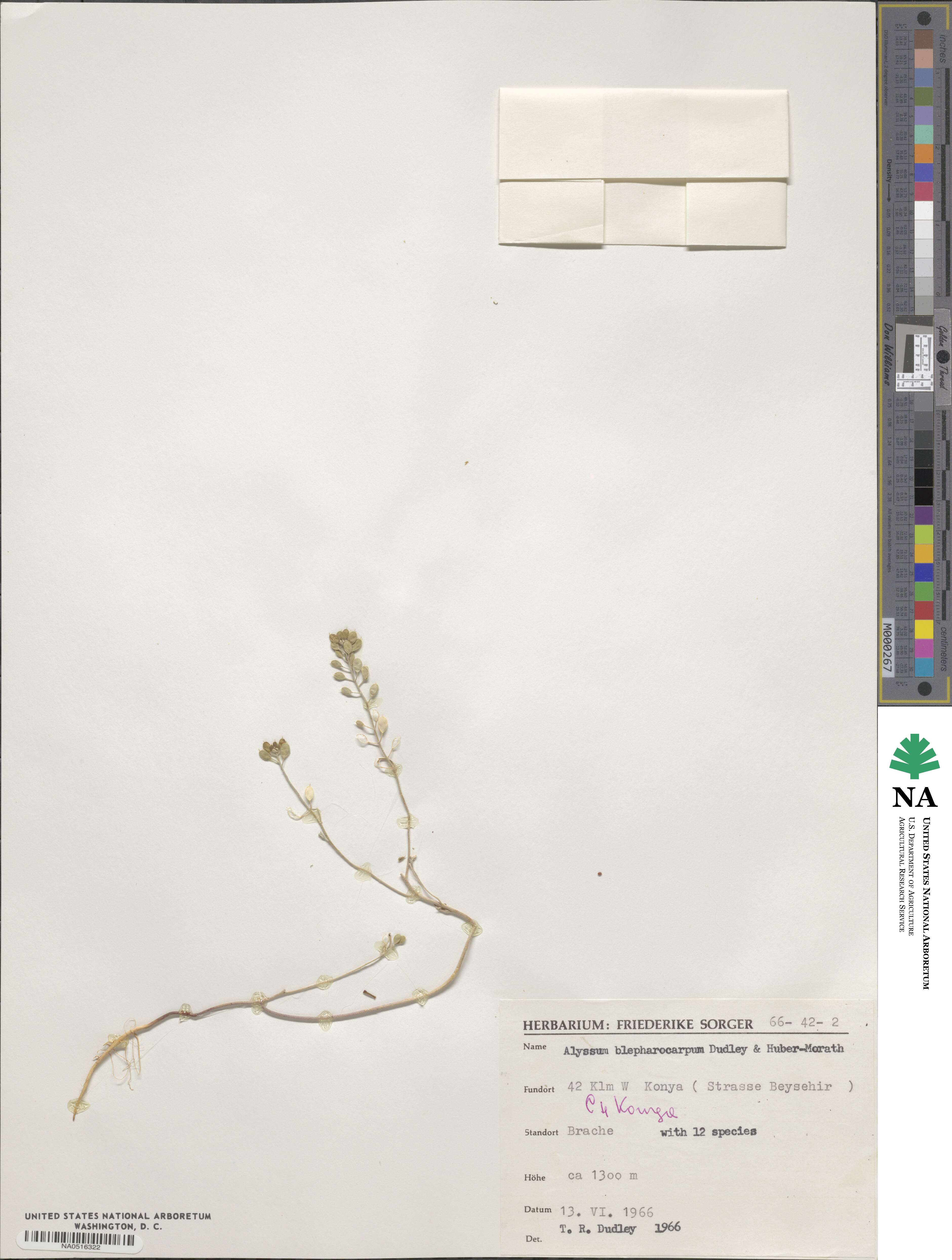 Meniocus blepharocarpus image
