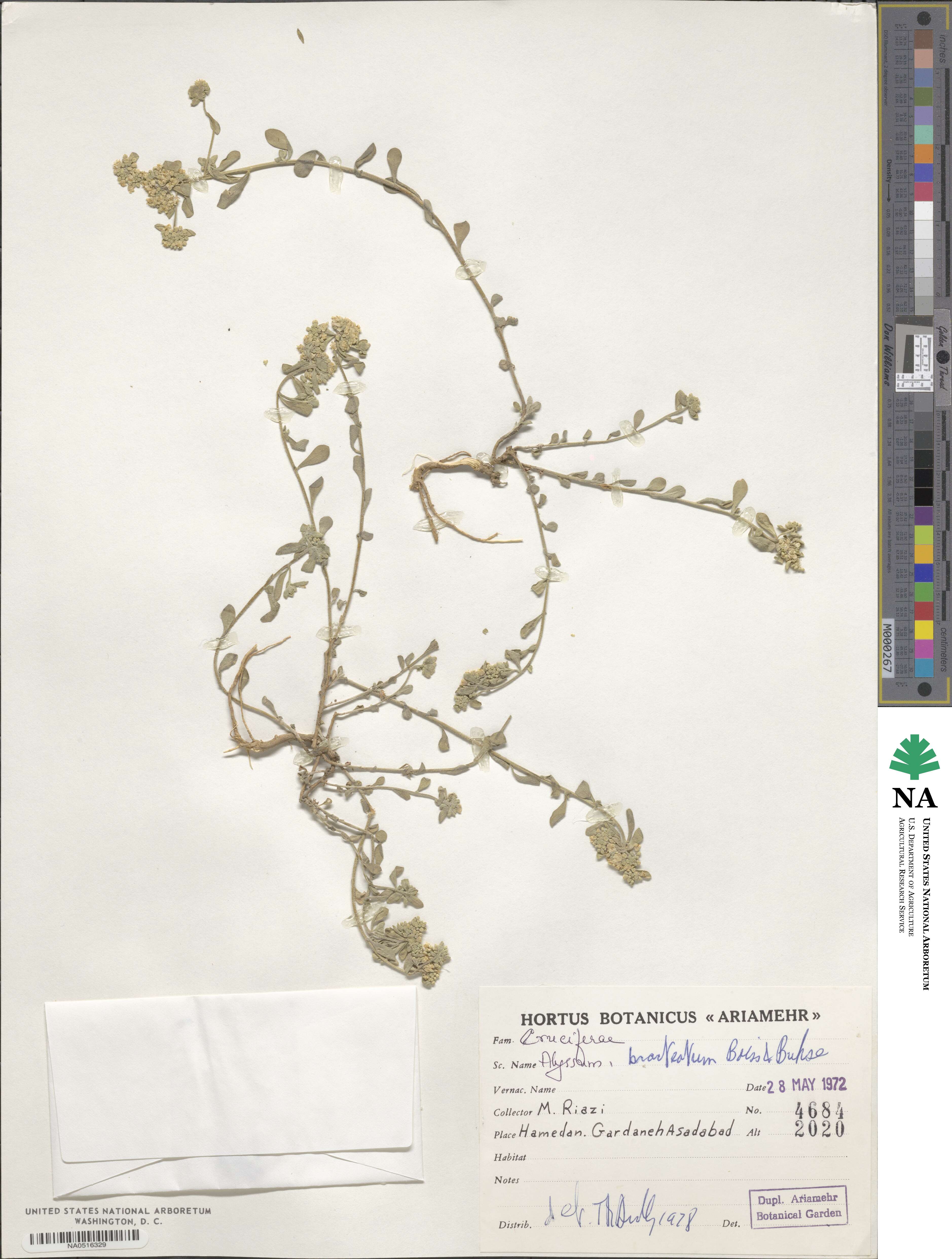 Odontarrhena bracteata image