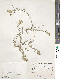 Odontarrhena bracteata image