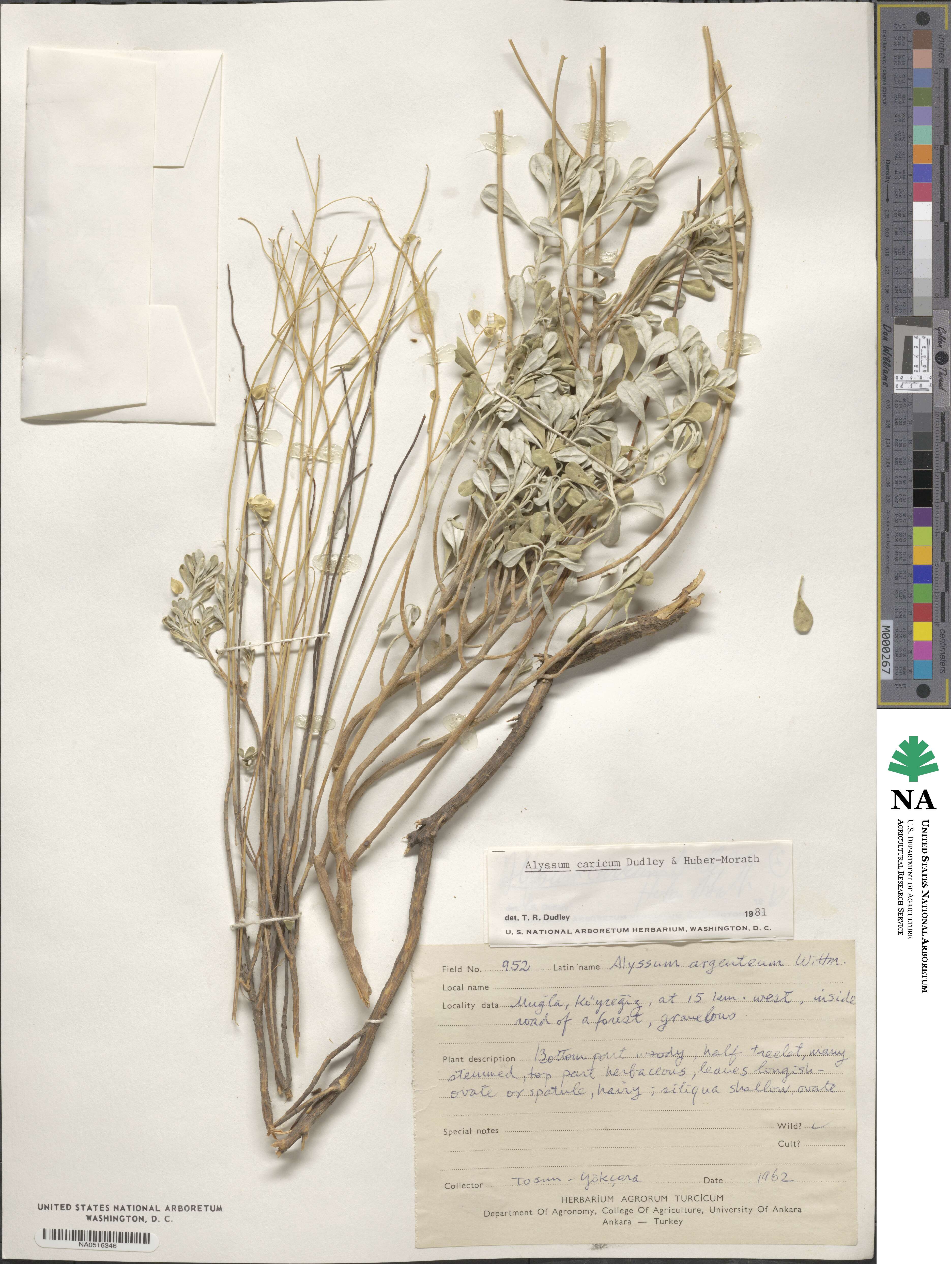 Odontarrhena carica image