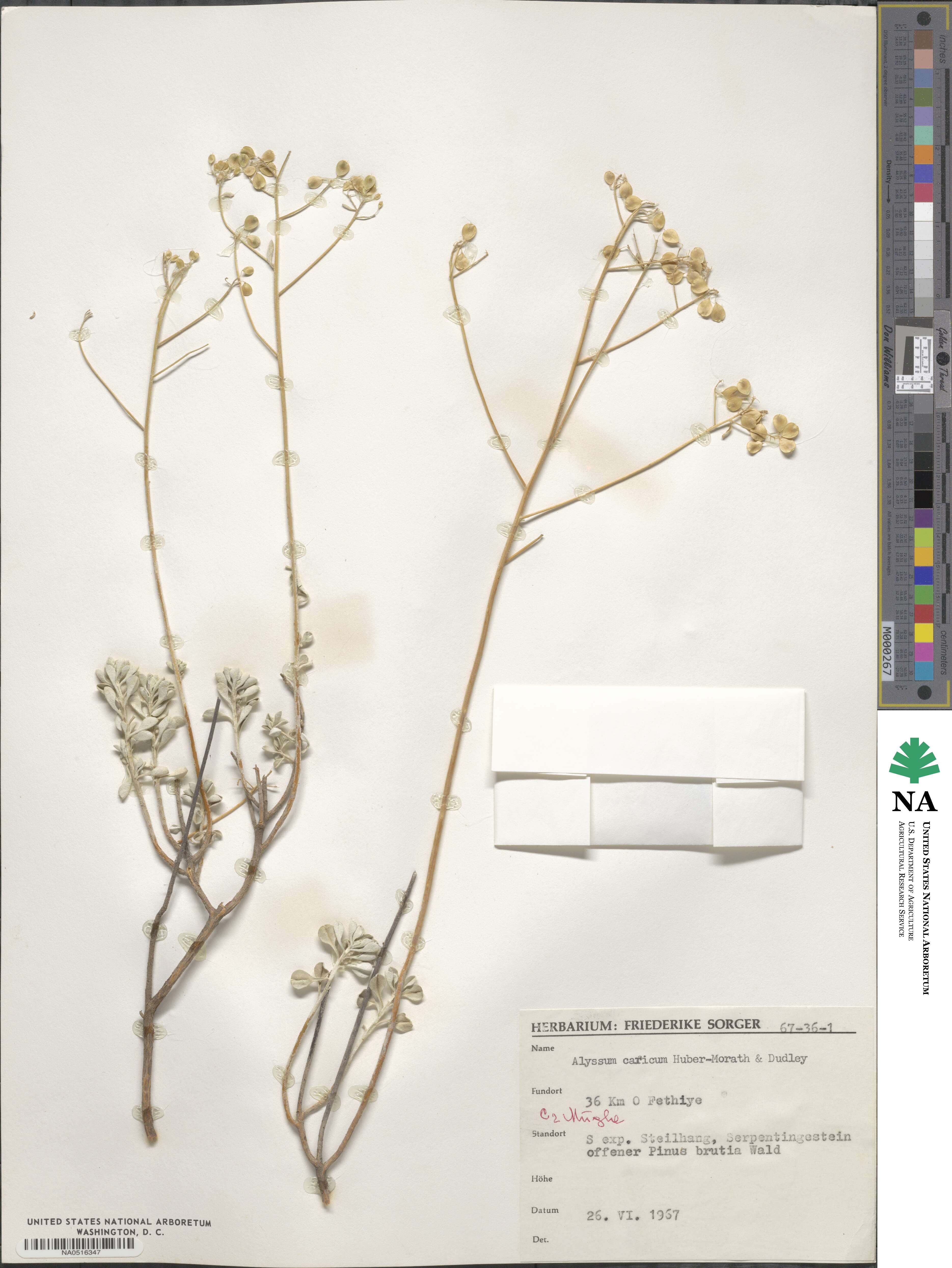 Odontarrhena carica image