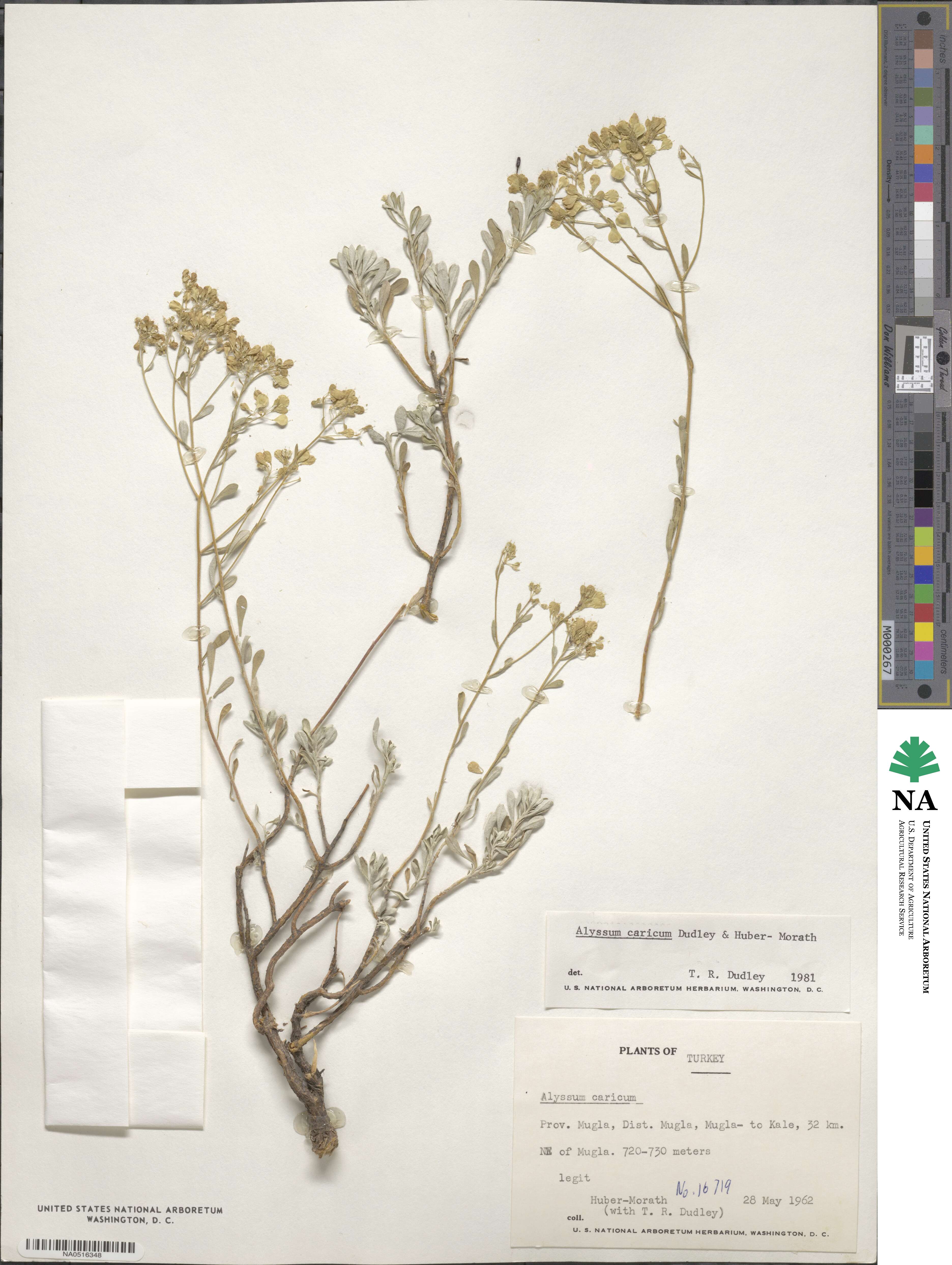 Odontarrhena carica image