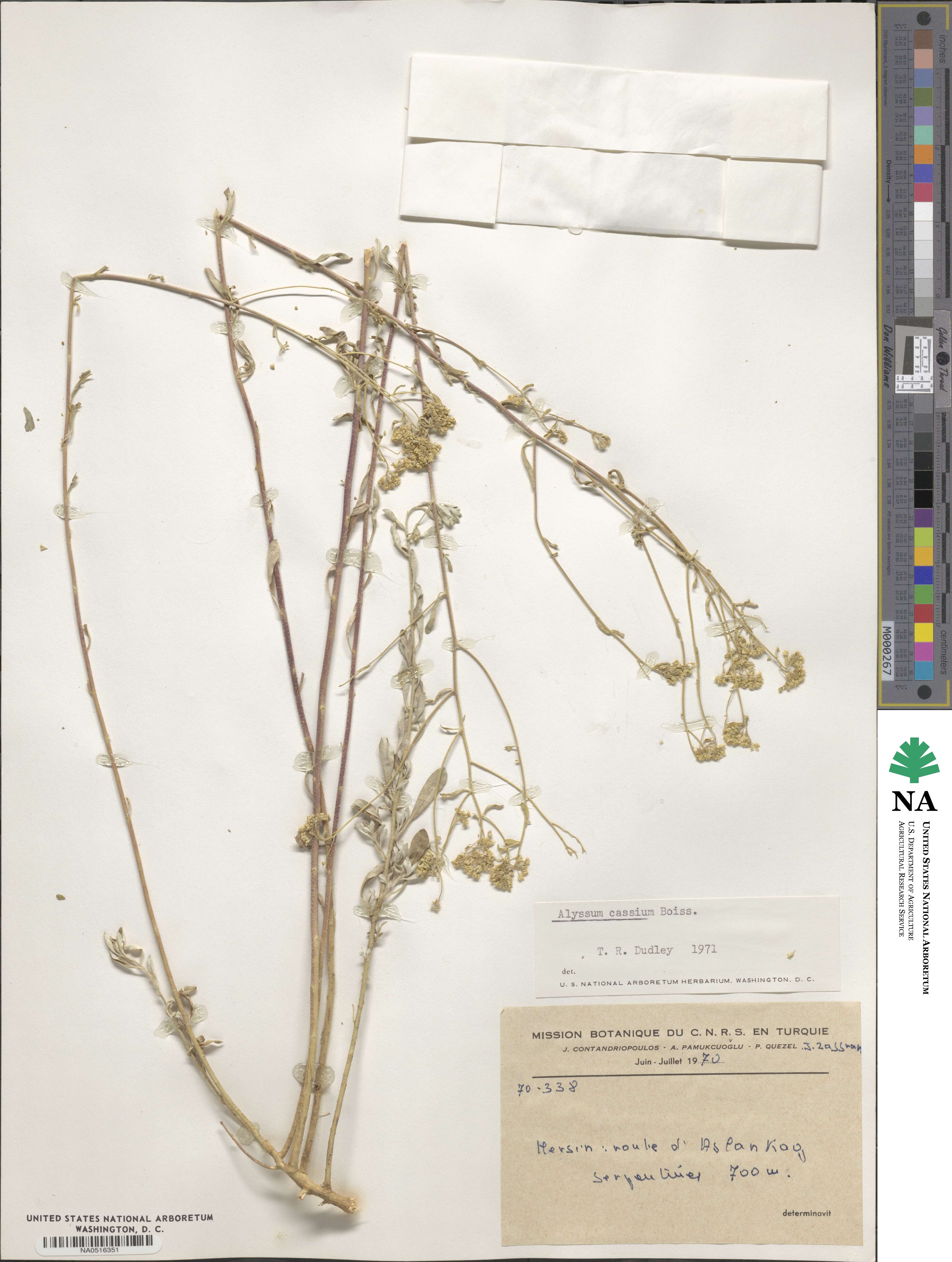 Odontarrhena cassia image