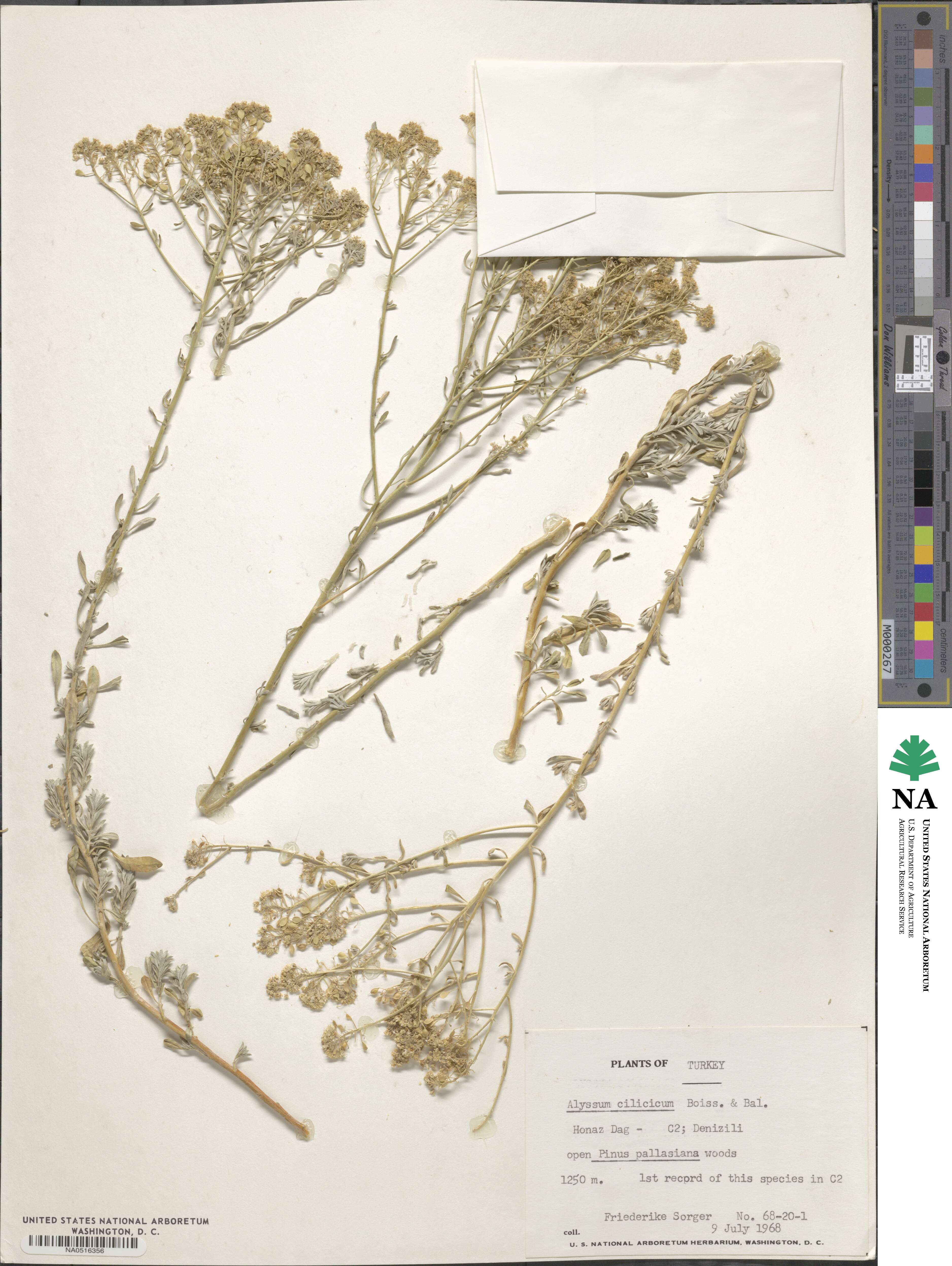 Odontarrhena cilicica image