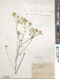 Odontarrhena cilicica image