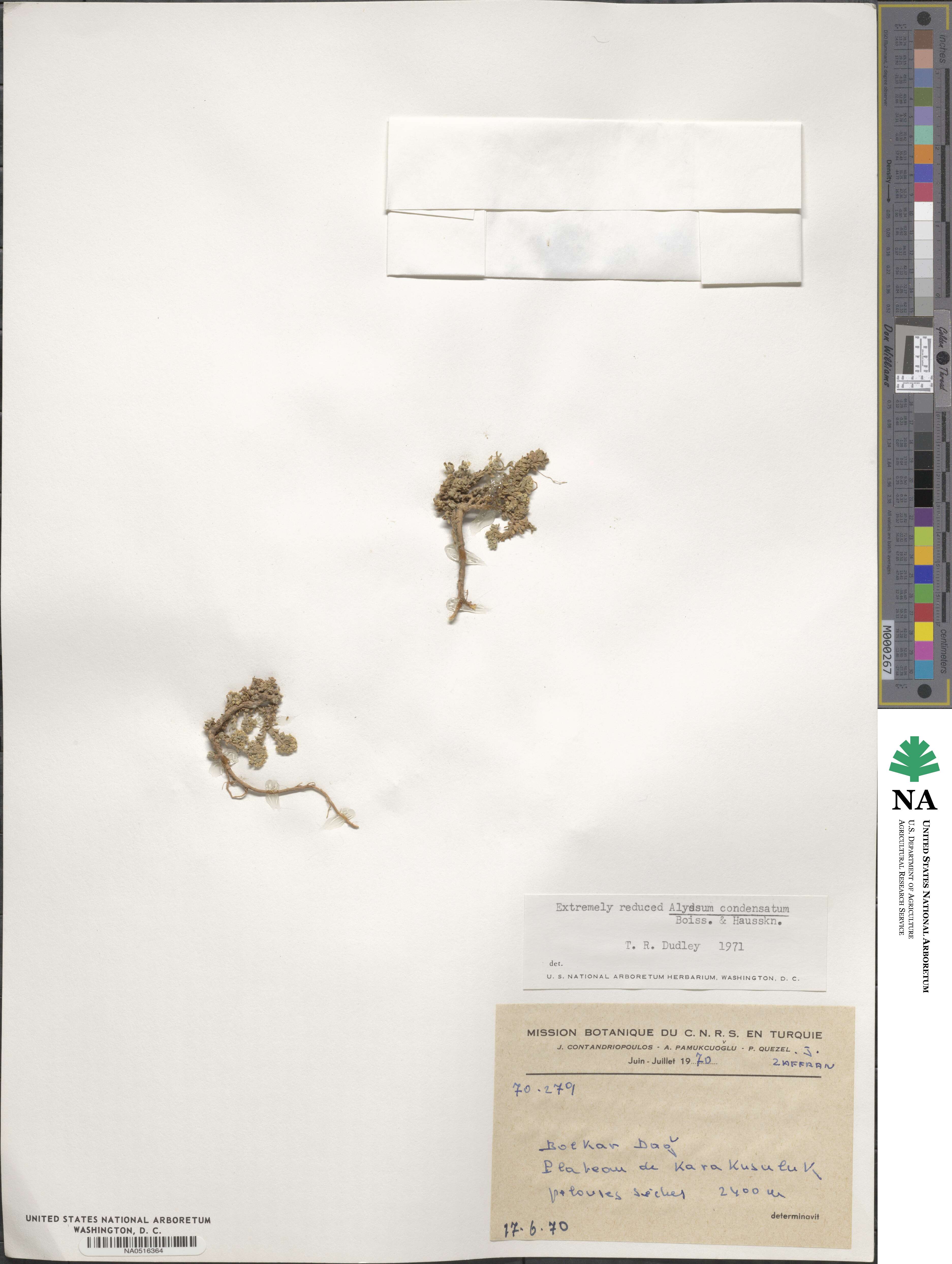 Odontarrhena condensata image