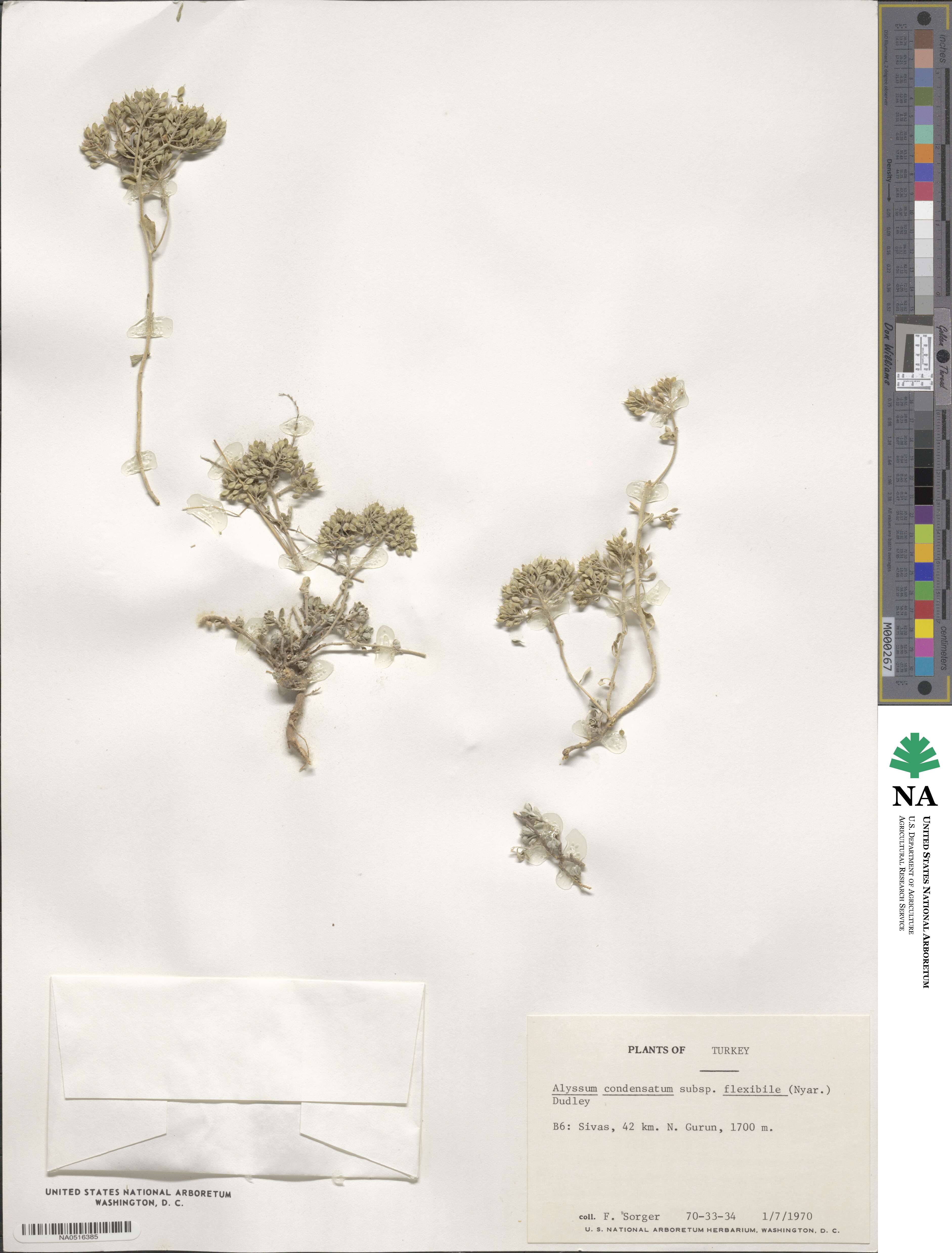 Odontarrhena condensata image