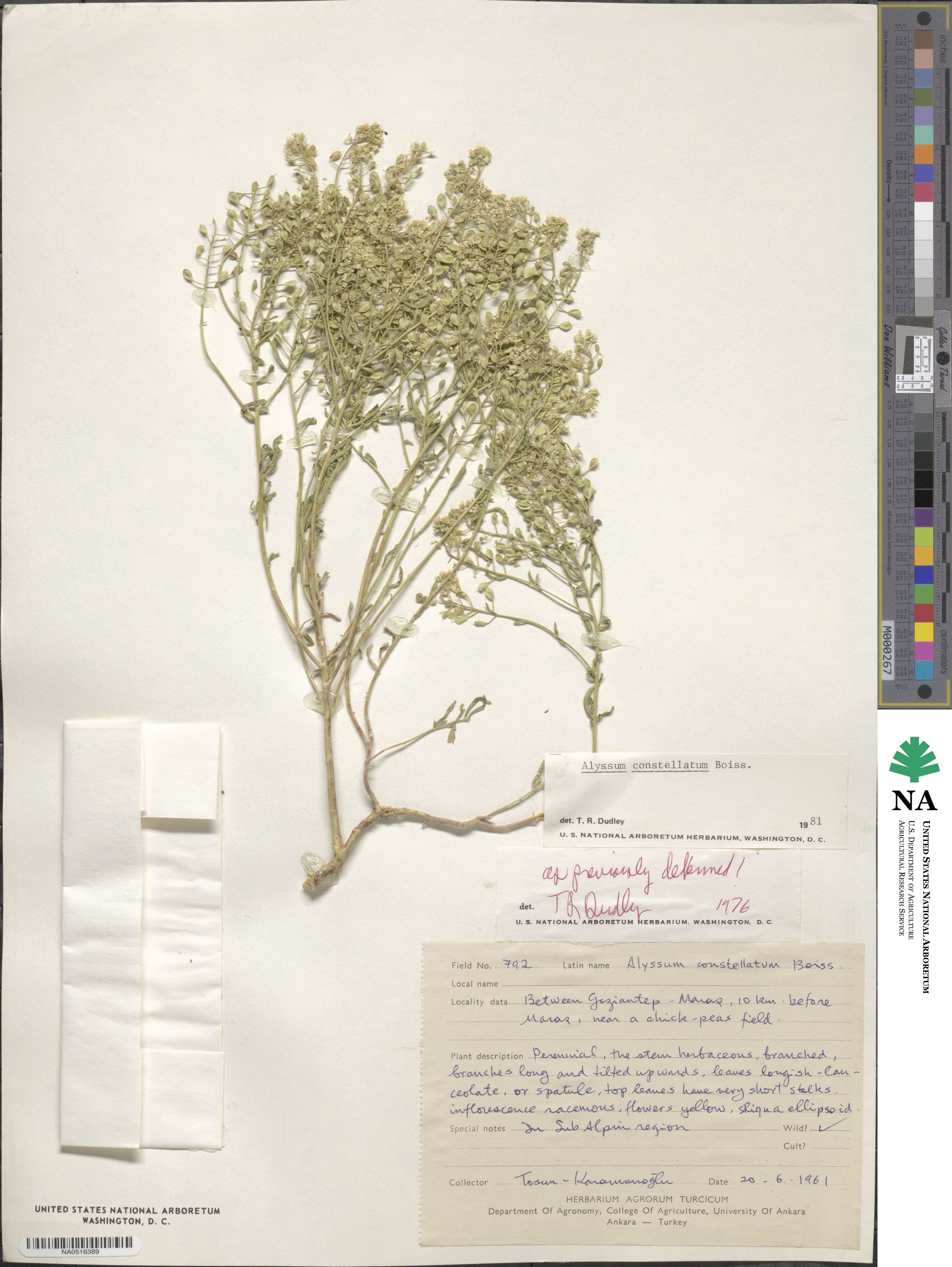 Odontarrhena constellata image