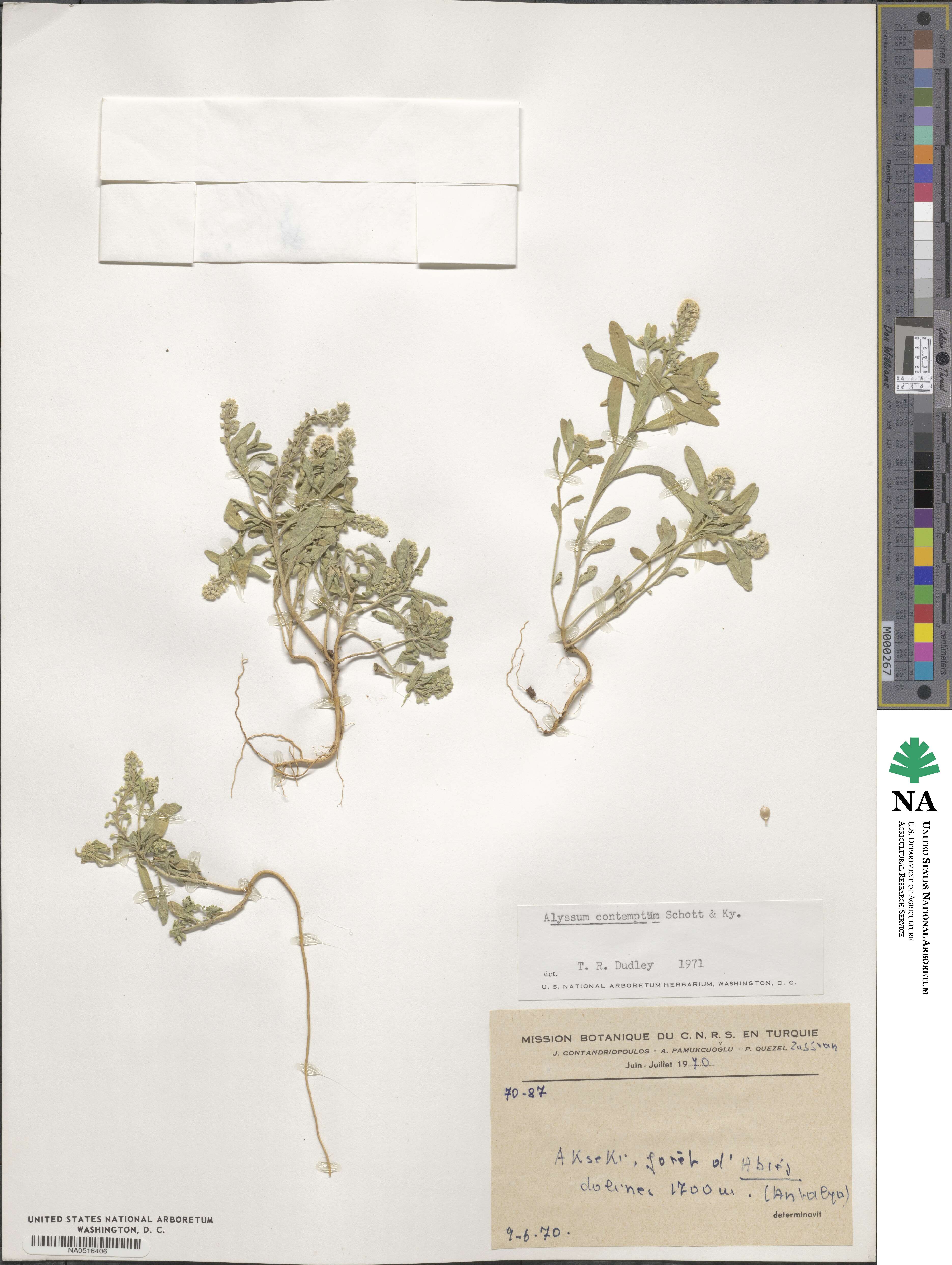 Alyssum contemptum image