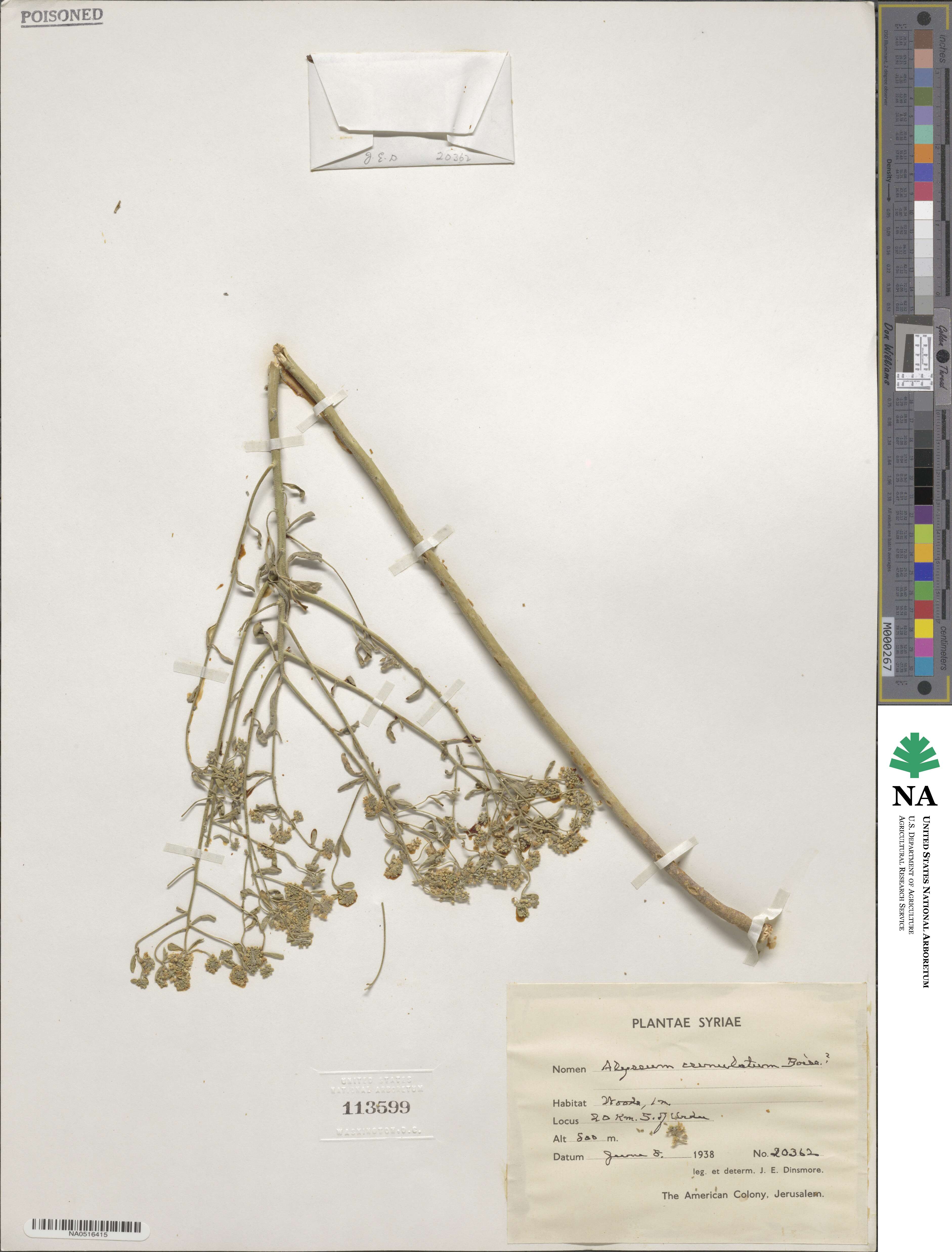 Odontarrhena crenulata image