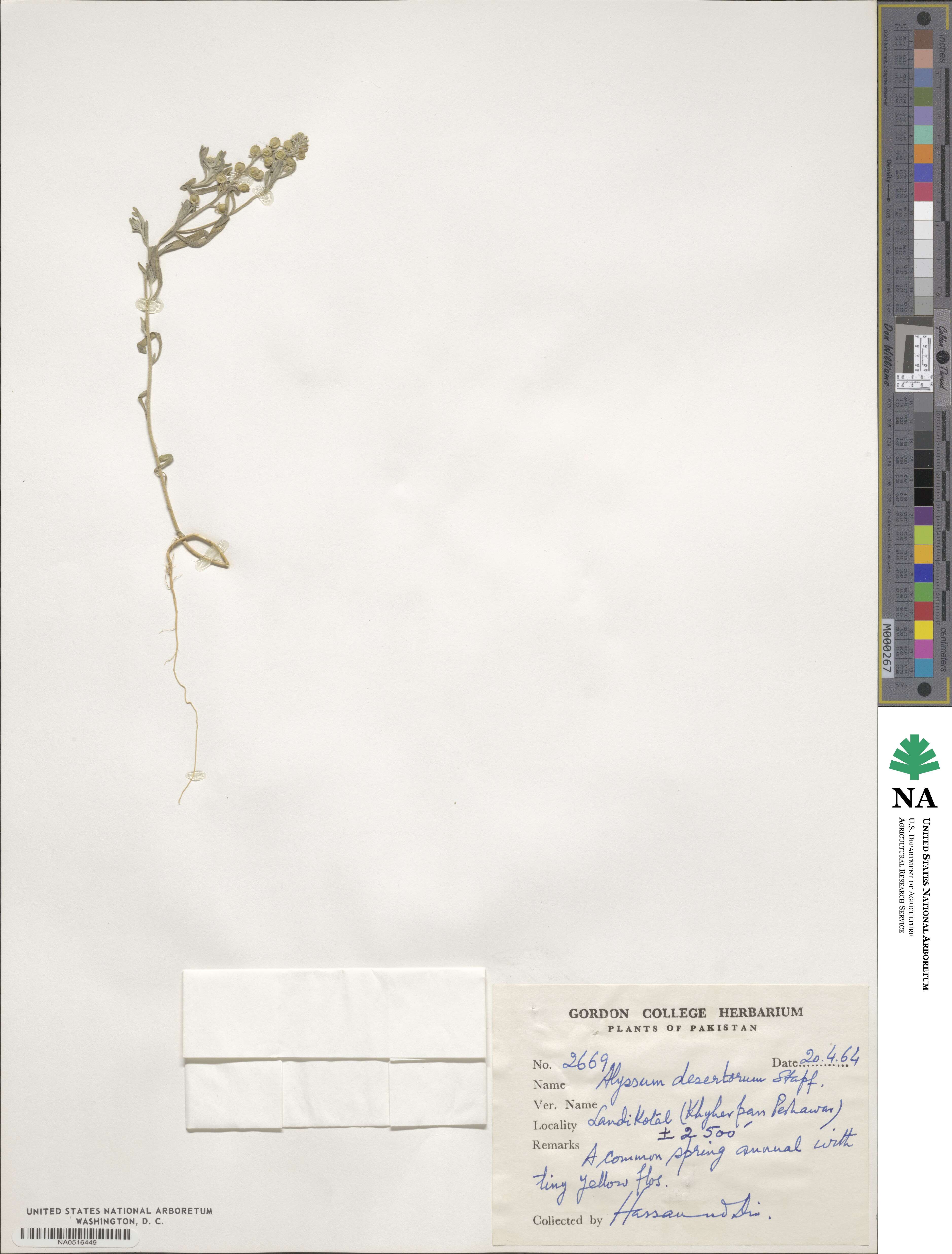 Alyssum turkestanicum image