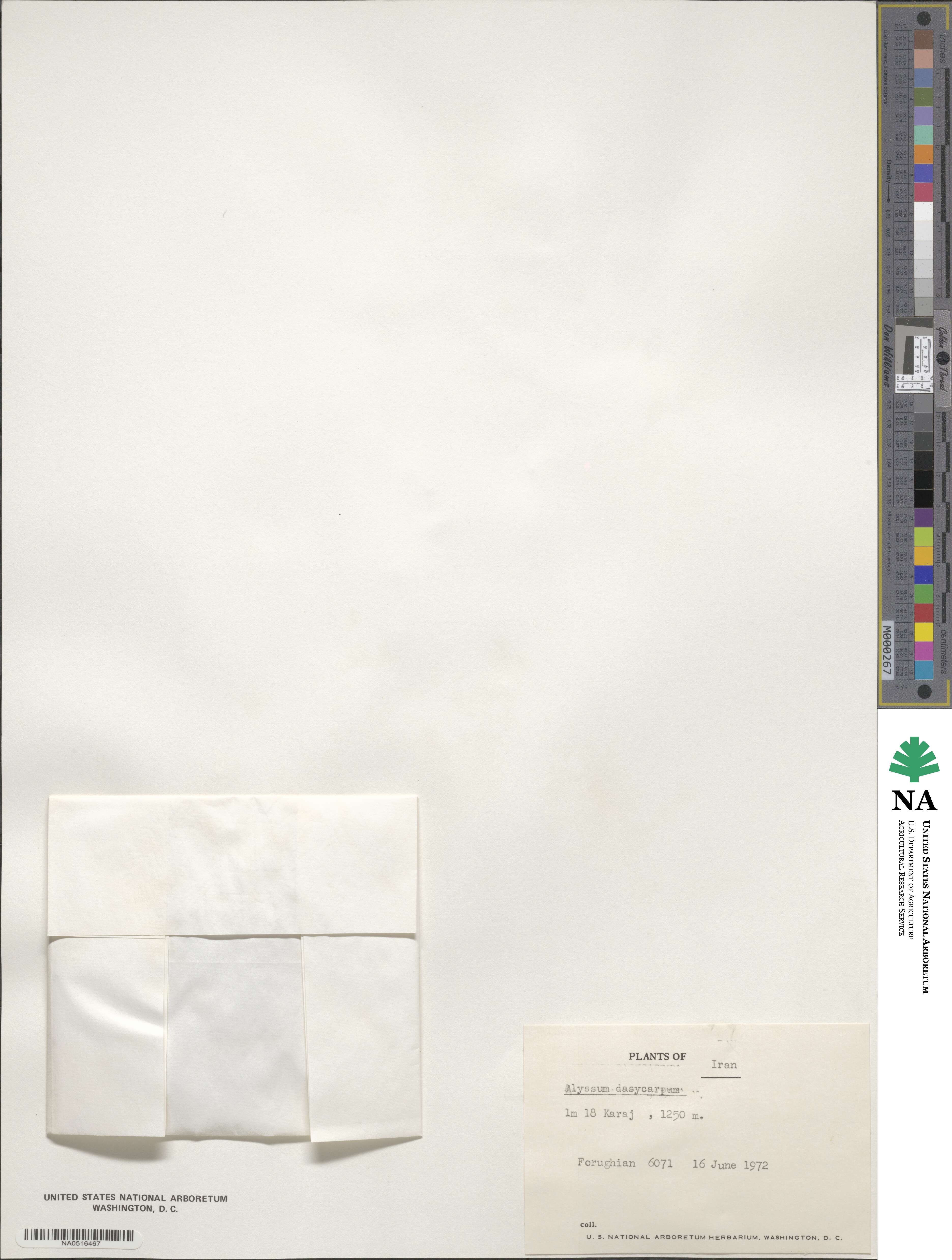 Alyssum dasycarpum image