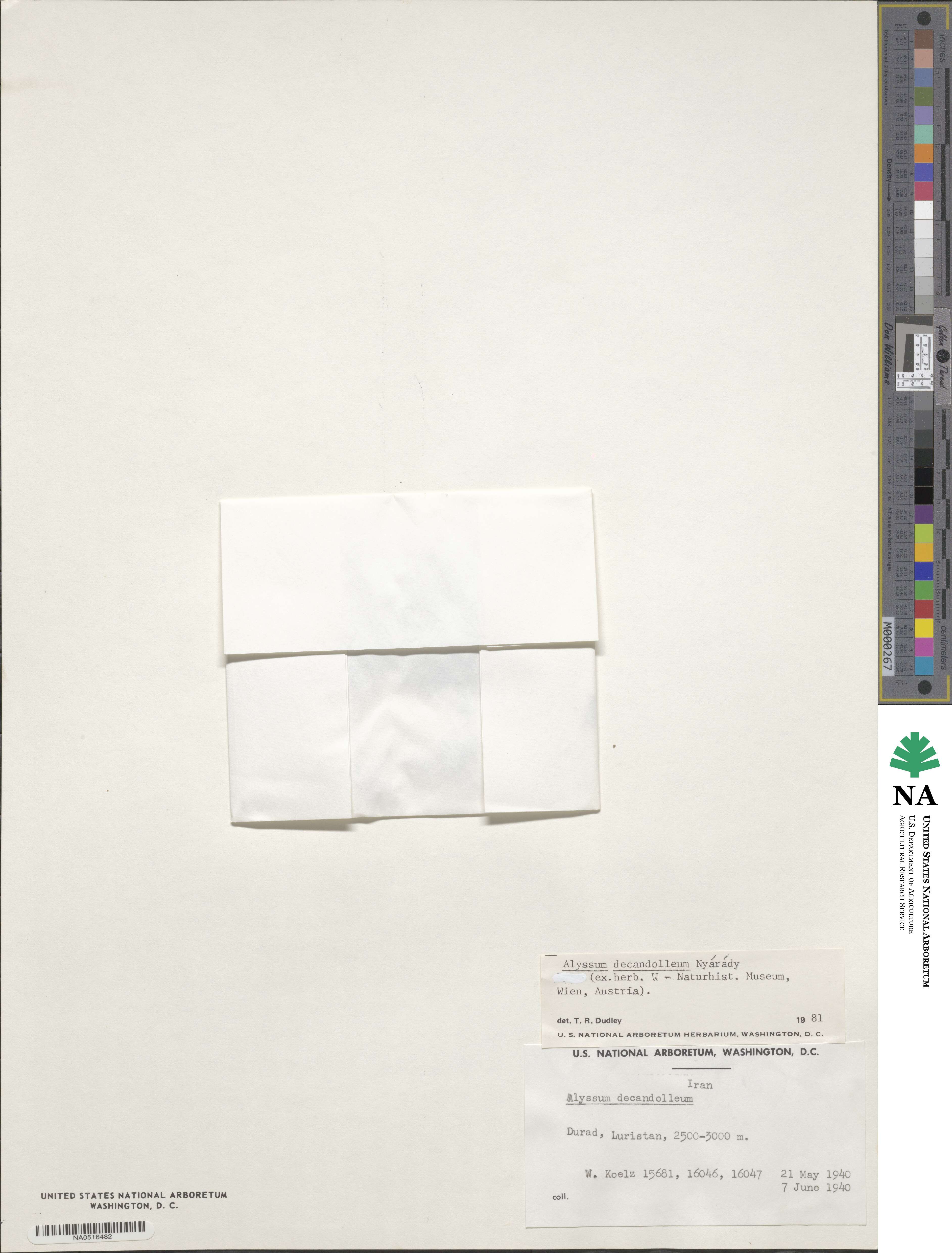 Alyssum decandolleum image