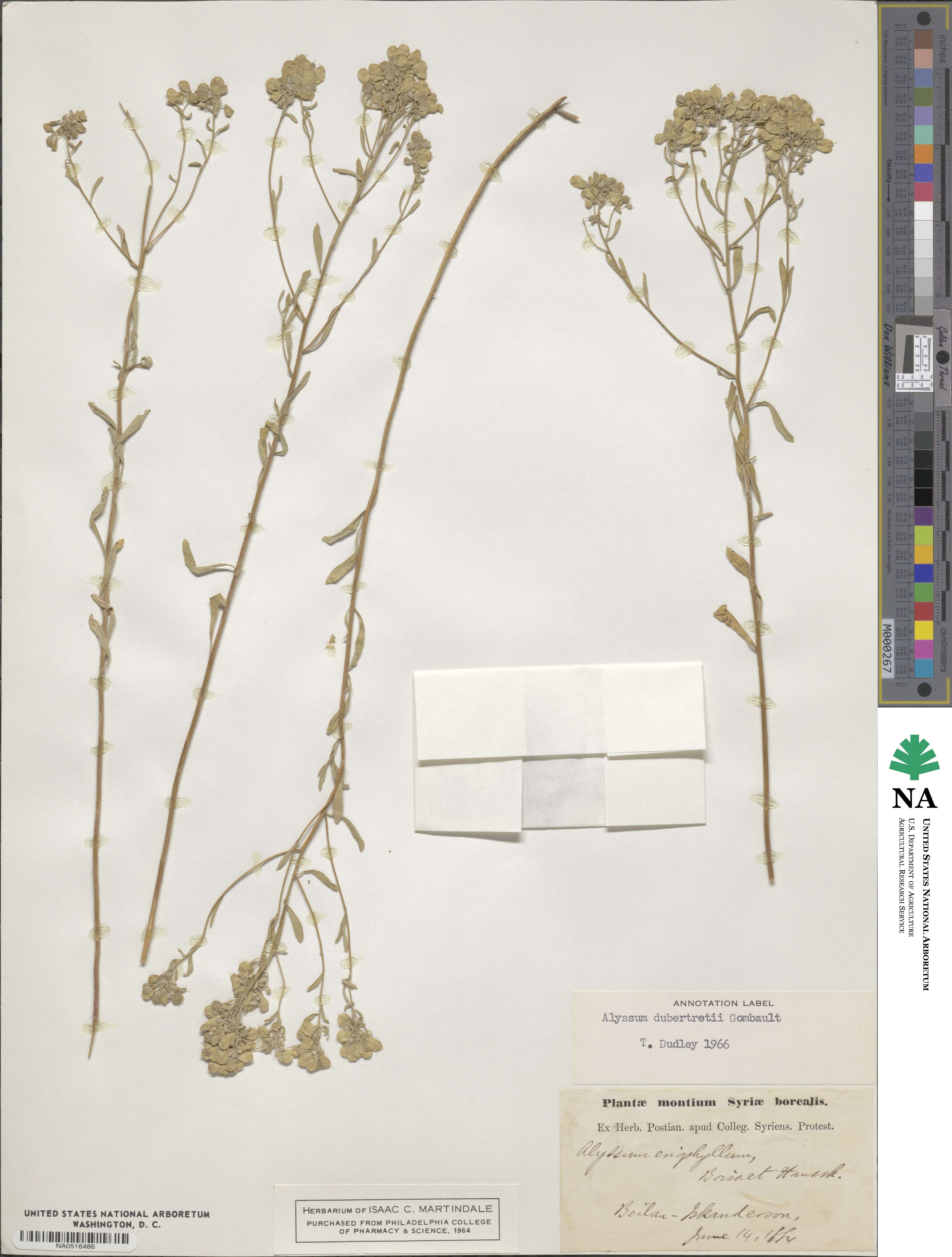 Odontarrhena dubertretii image