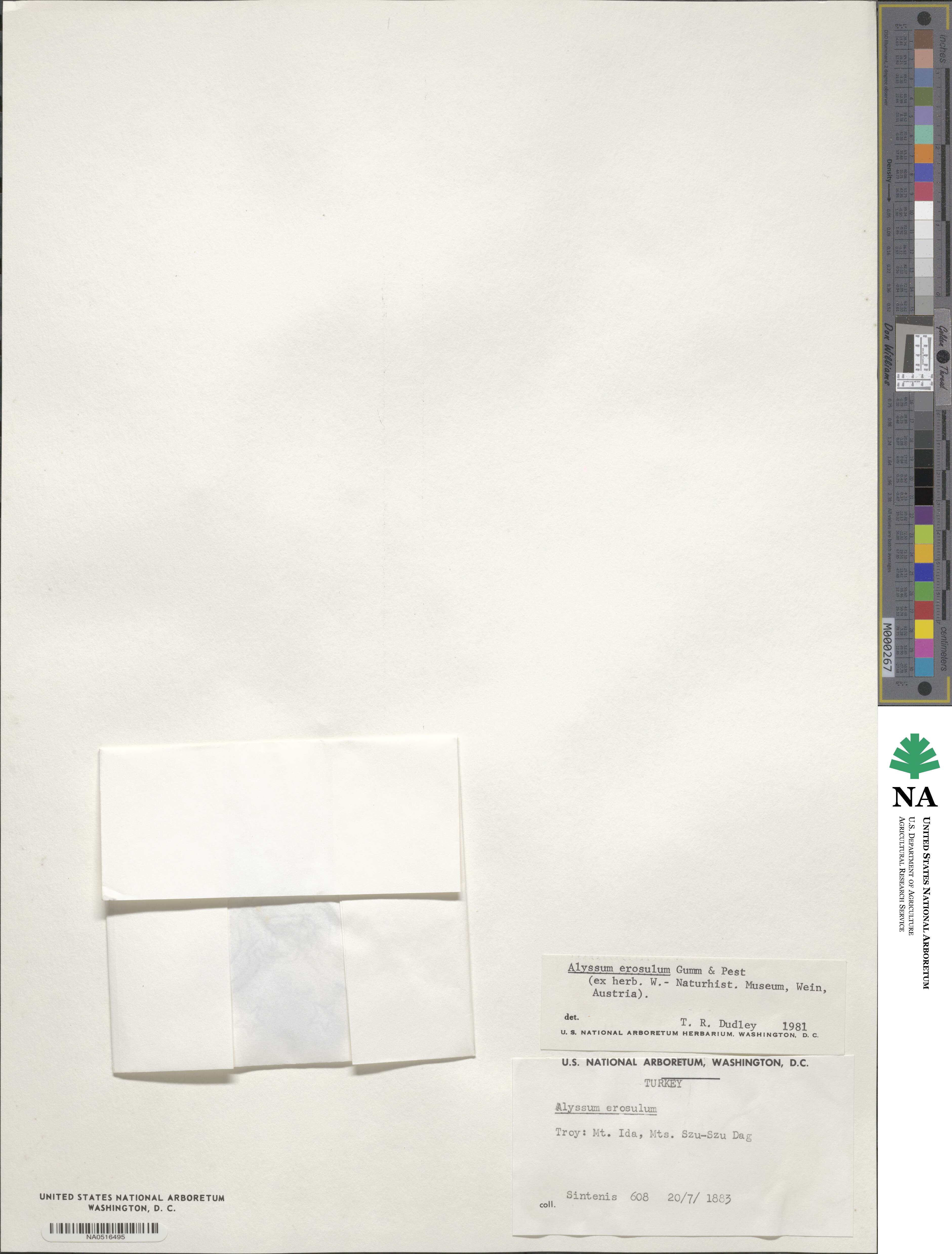 Alyssum erosulum image