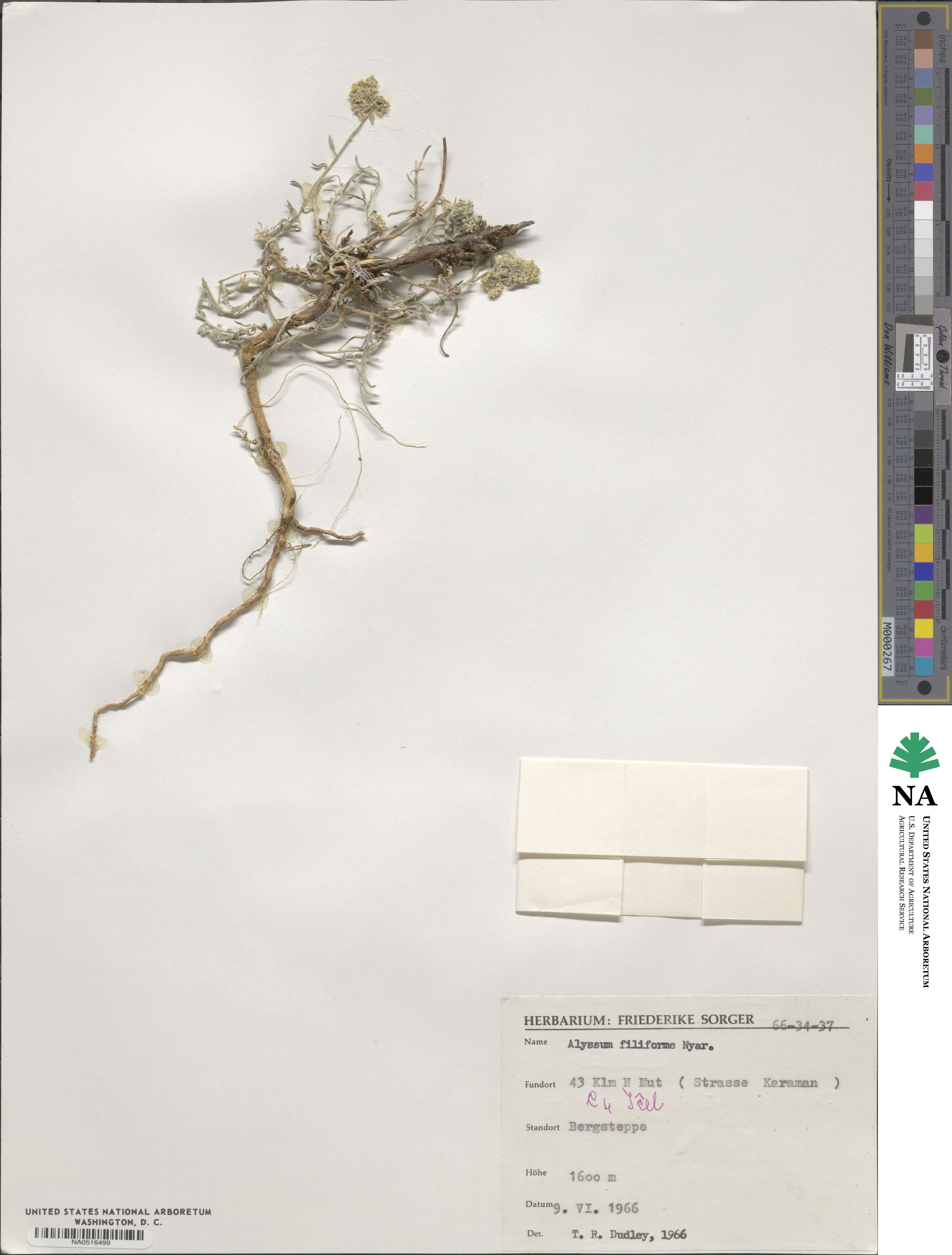Odontarrhena filiformis image