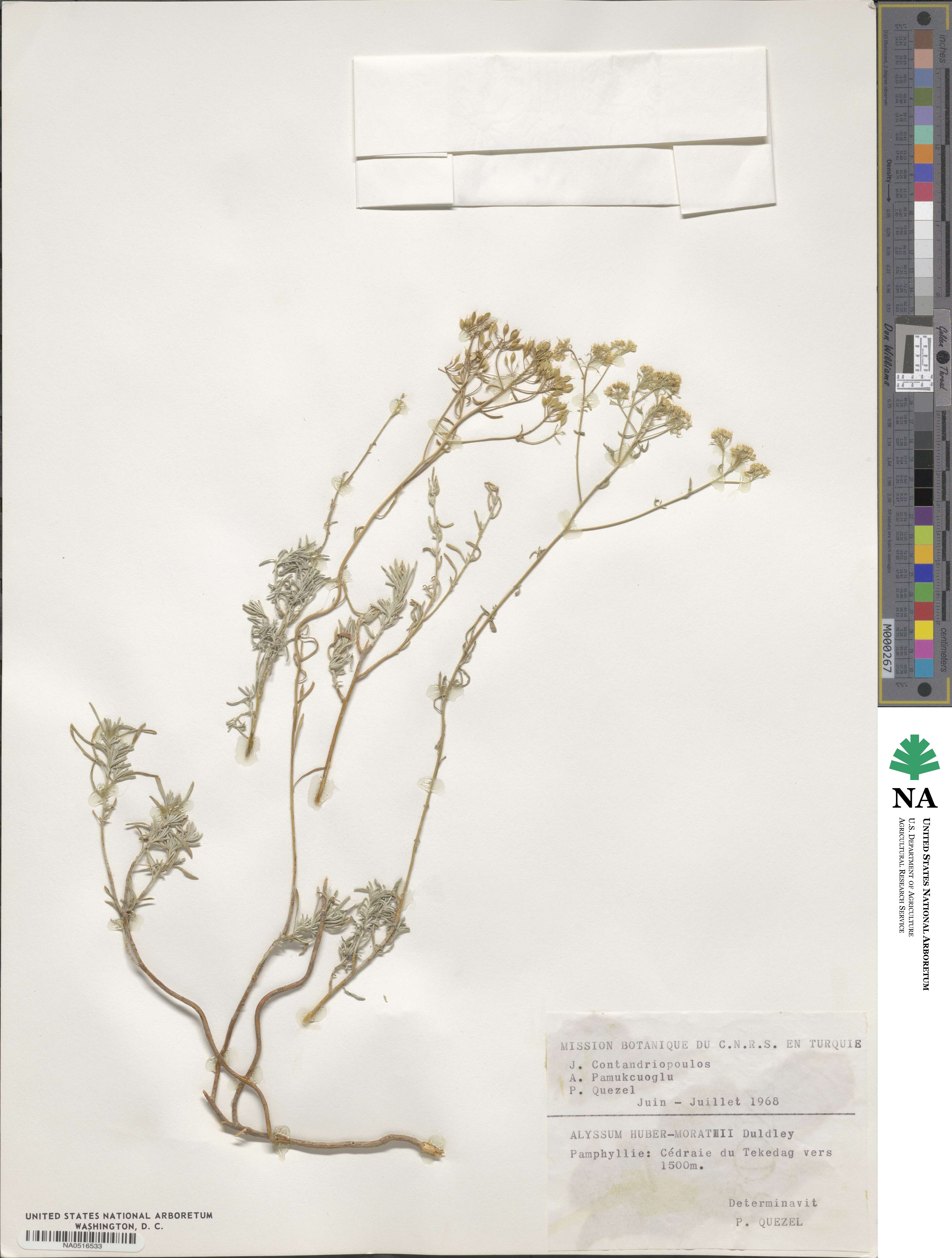 Odontarrhena huber-morathii image