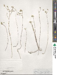 Image of Odontarrhena inflata