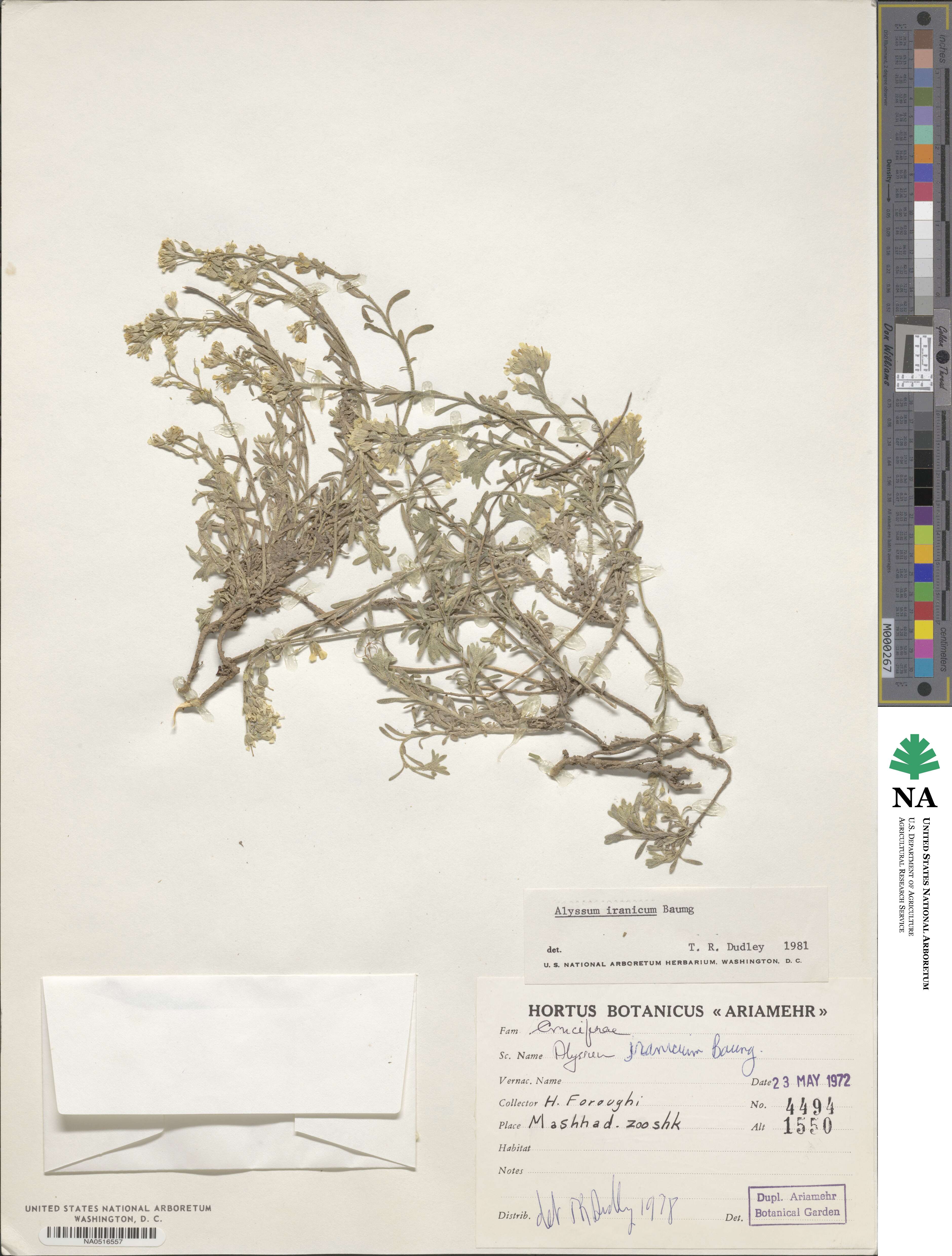 Alyssum iranicum image