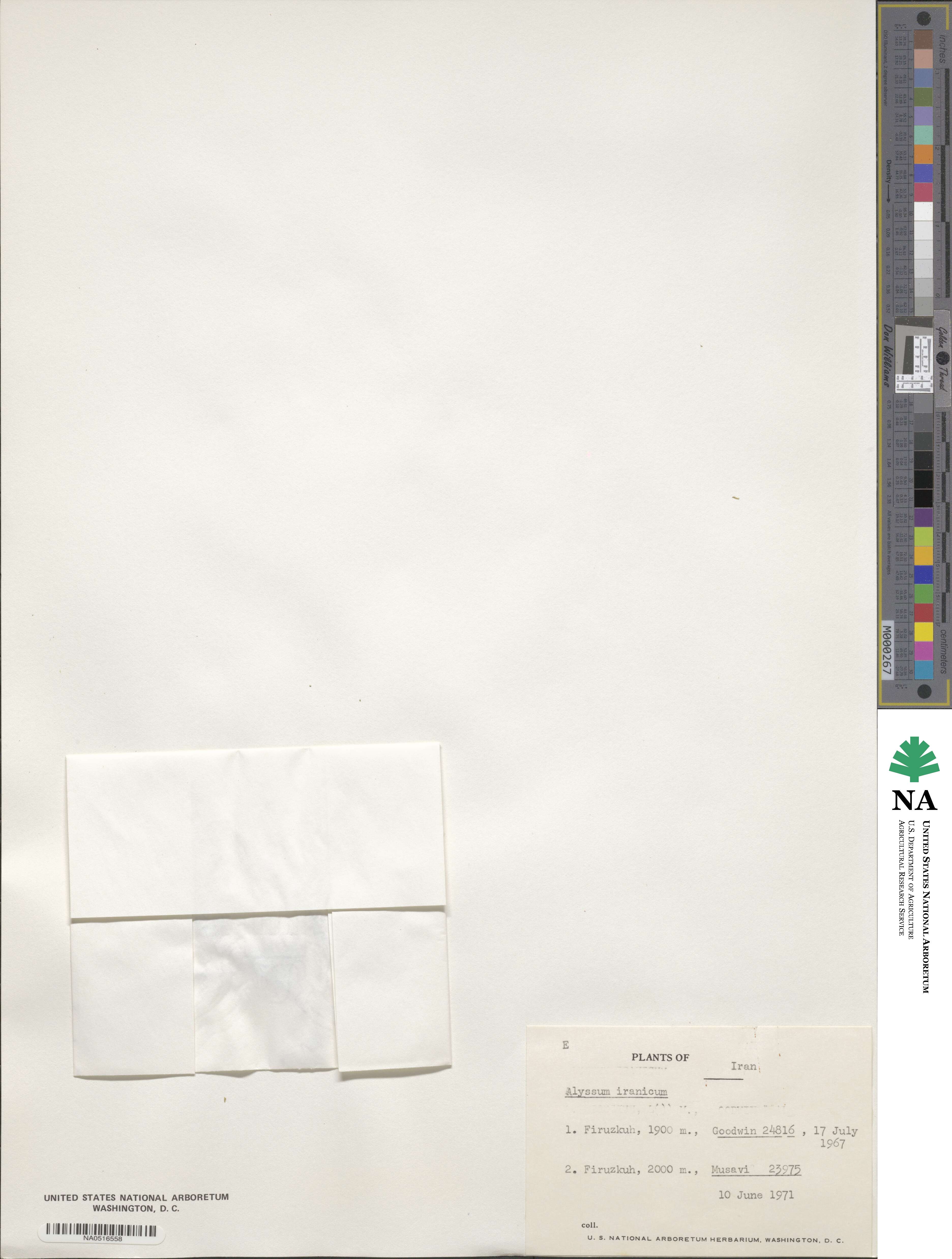 Alyssum iranicum image